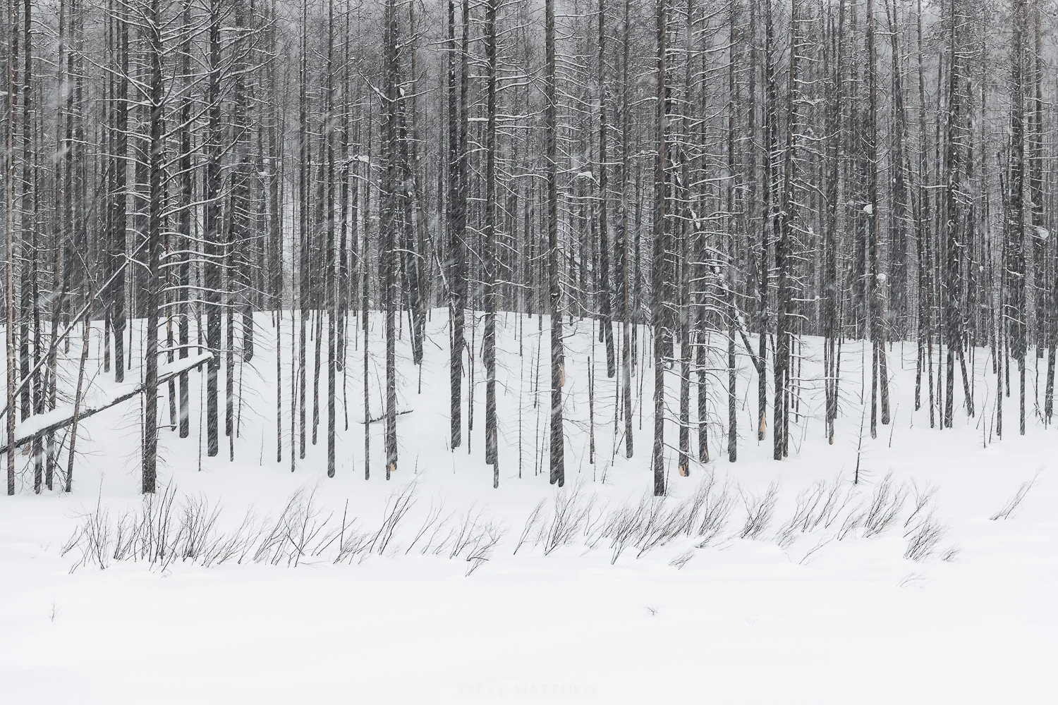 D85_6246.jpg
