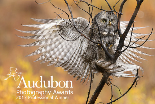 Audubon2017Logo.jpg