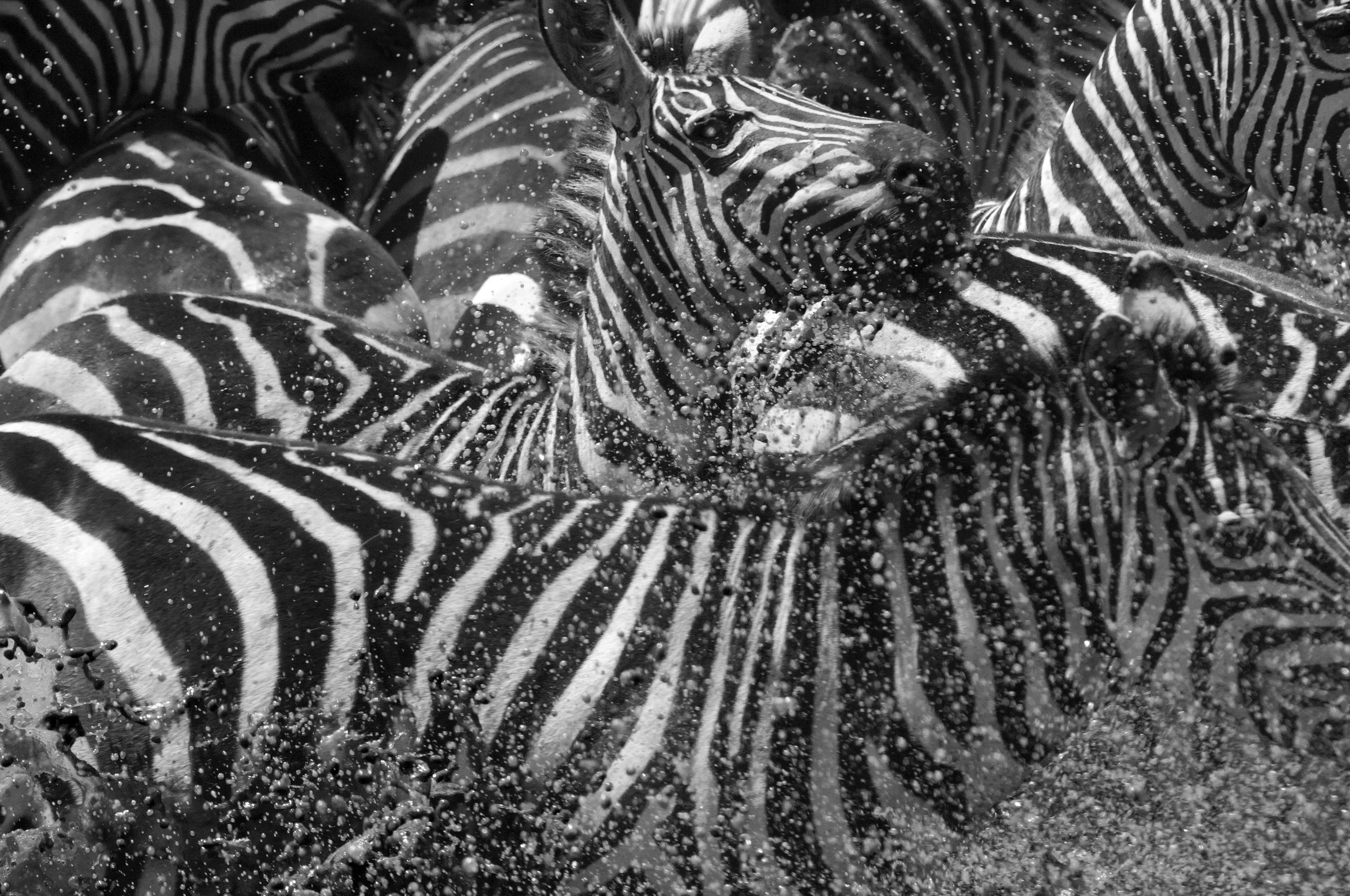 Zebra_b&W.jpg