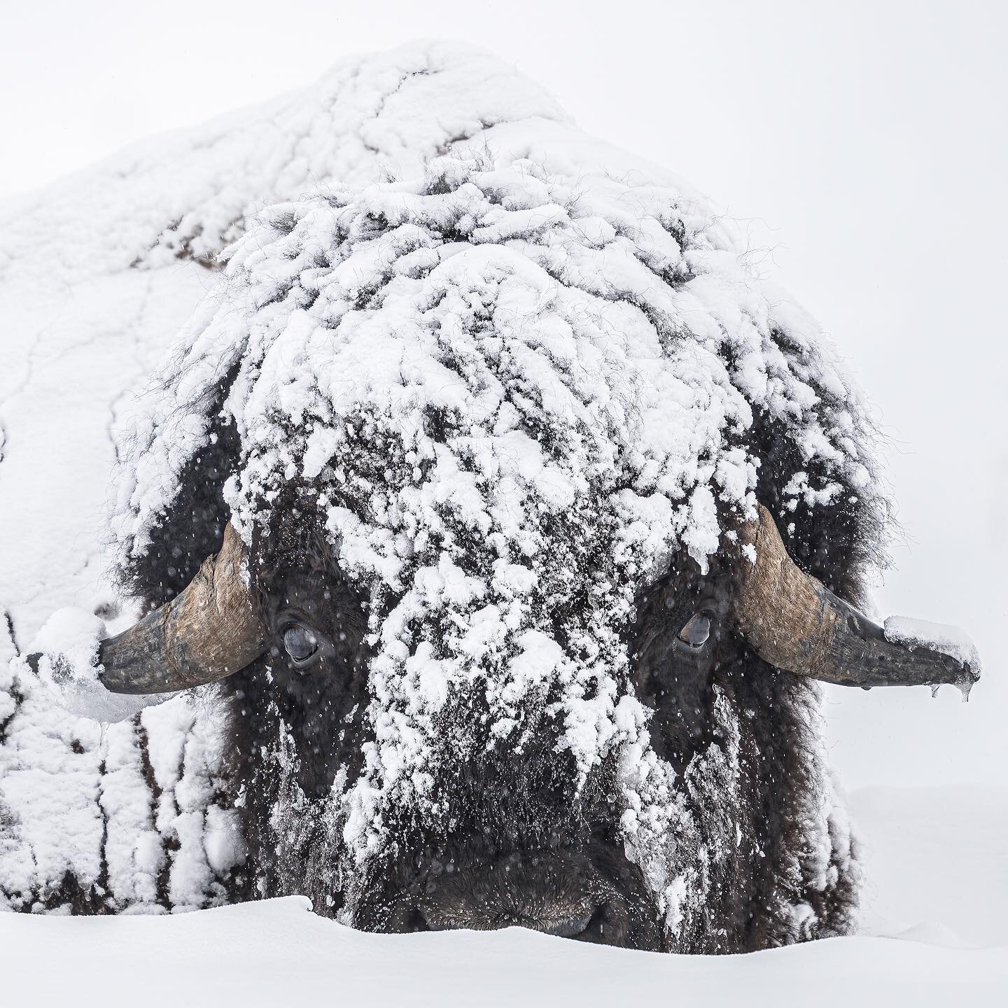 Snowbound.
.
#yellowstone #bison