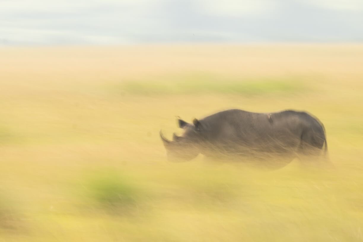 Black rhino brief encounter