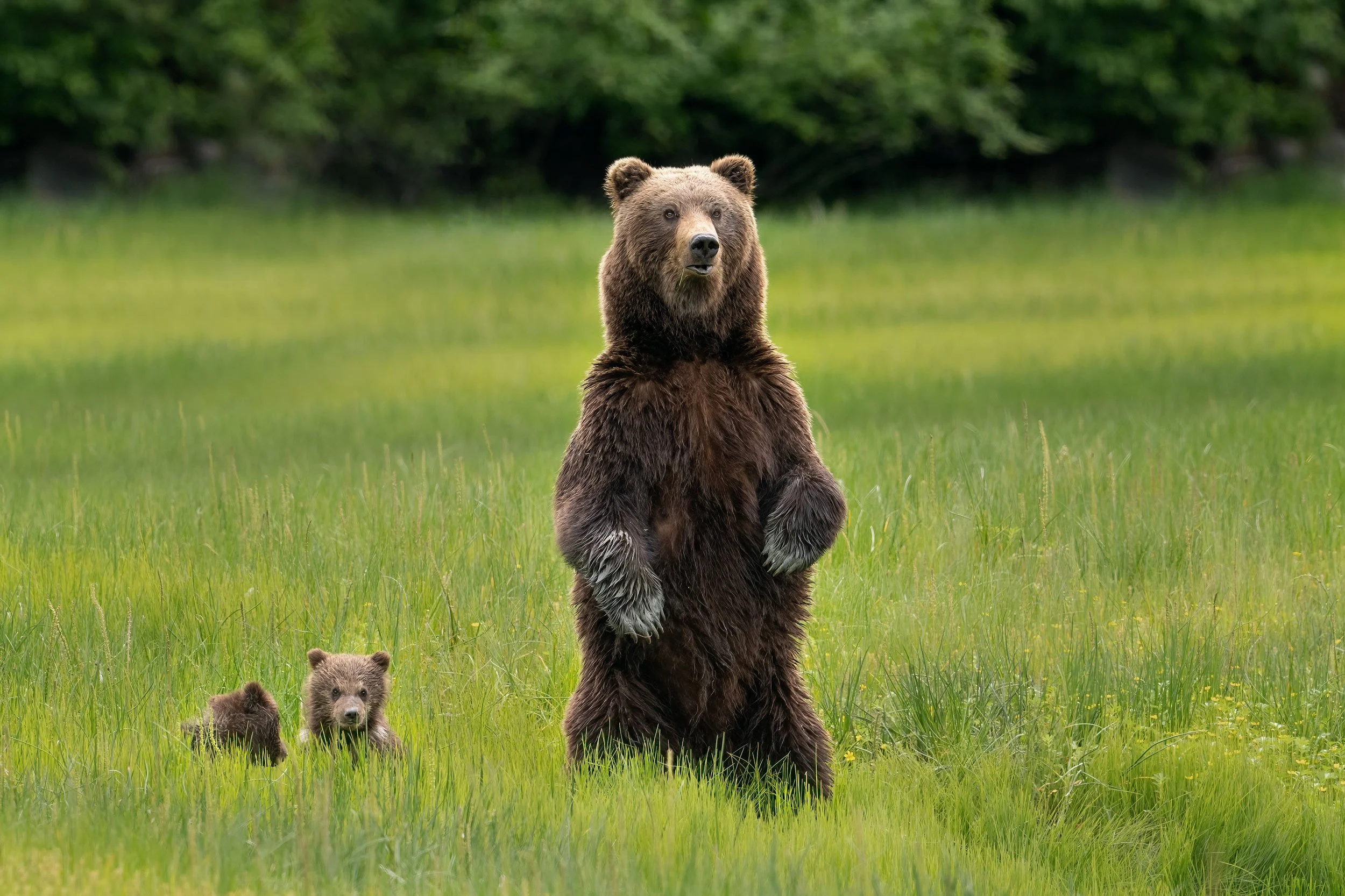 brown-bear-sow-with-2-spring-cubs-standing.jpg