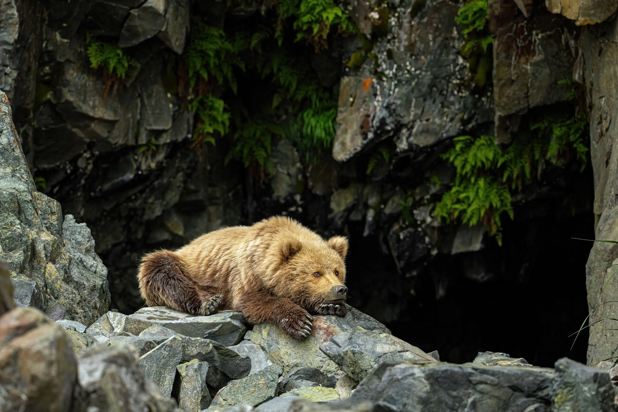 lazy-bear-brown-bear-web.jpg