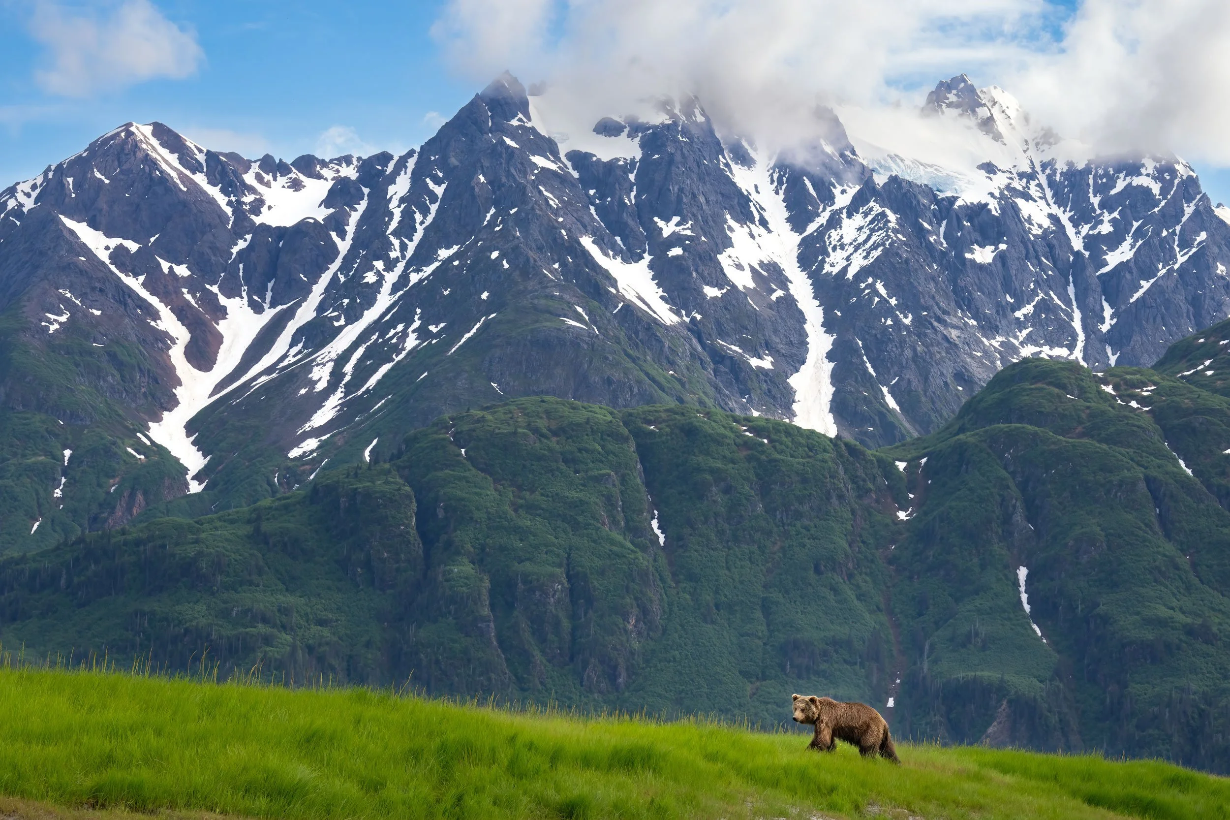 brown-bear-walking-in-front-of-mountains-LC.jpg
