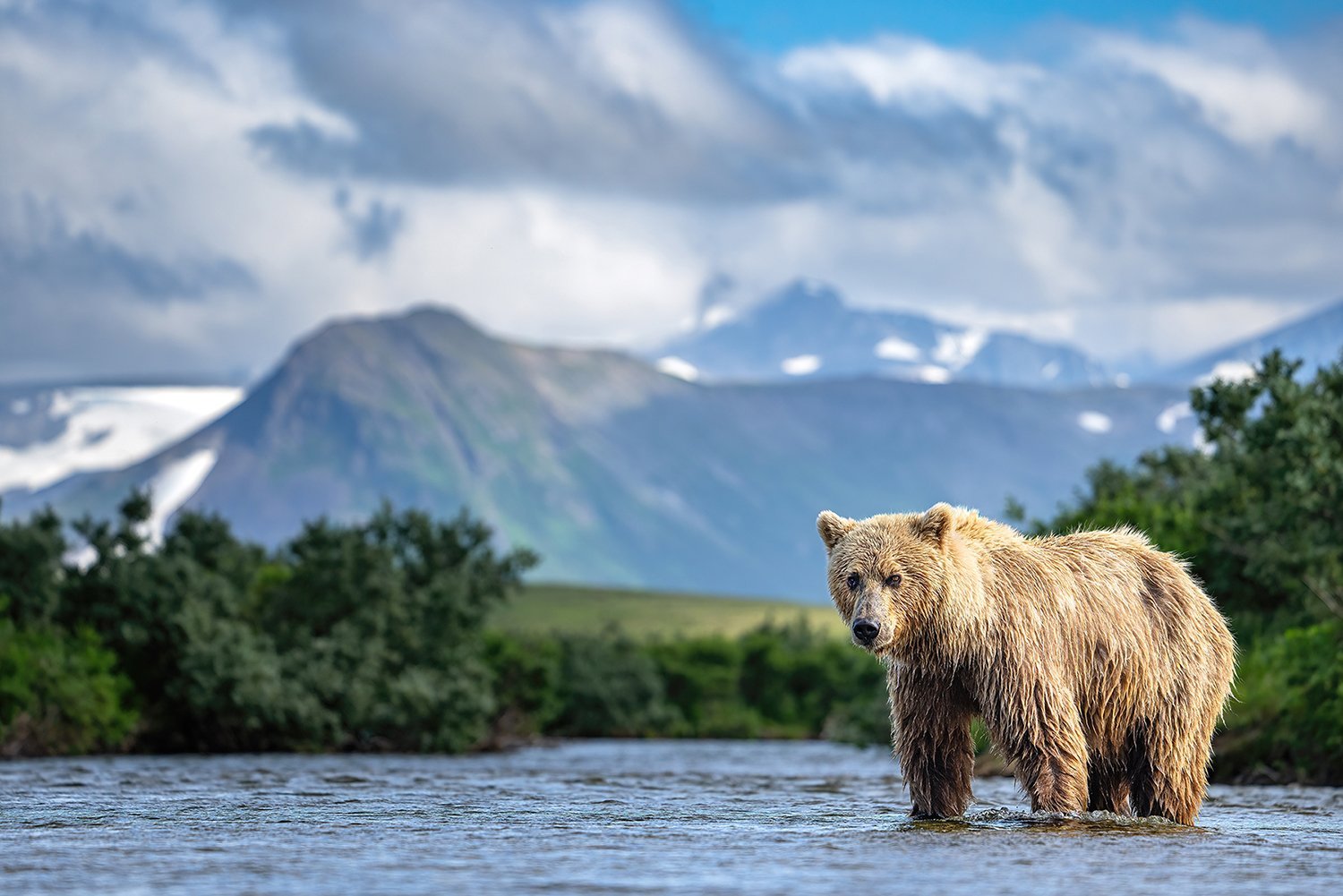 brown+bear+standing+in+creek+in+front+of+mountains+for+web.jpg
