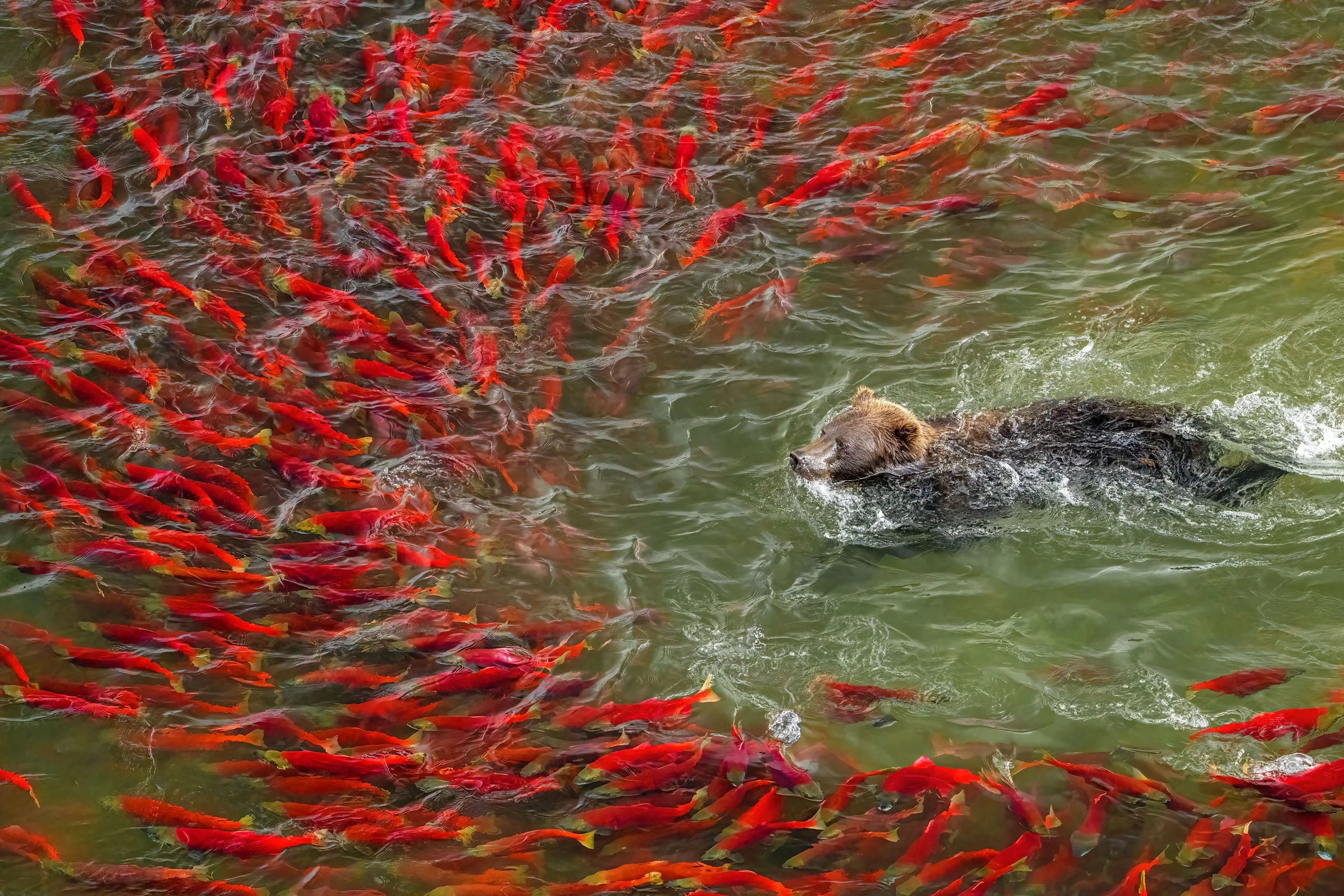 brown-bear-swiming-in-reds-top-down-2-bubbles-removed.jpg
