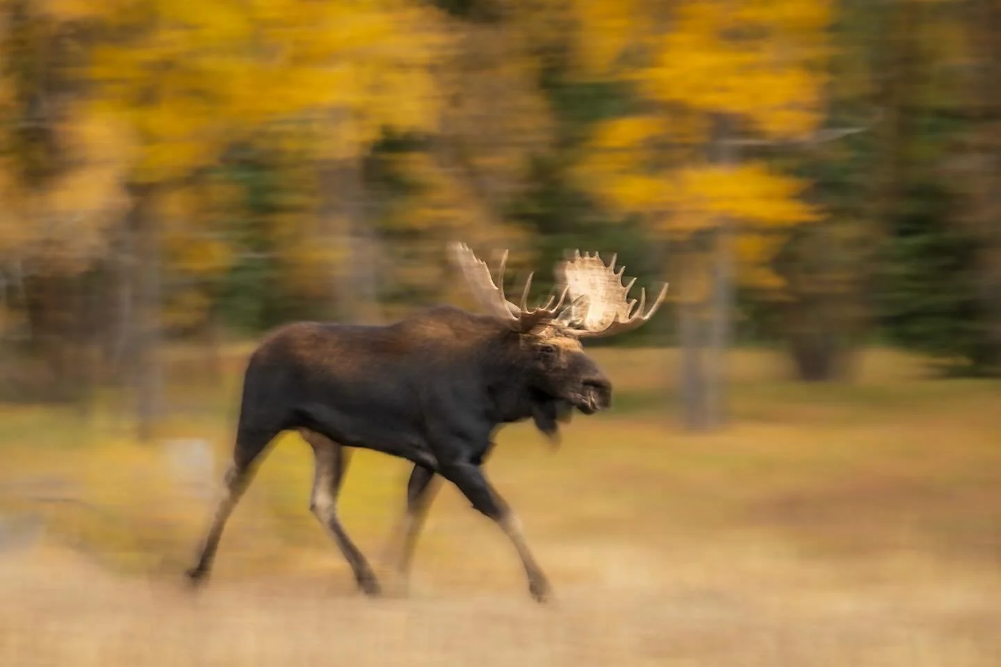 SOS? (Son of Shoshone?)