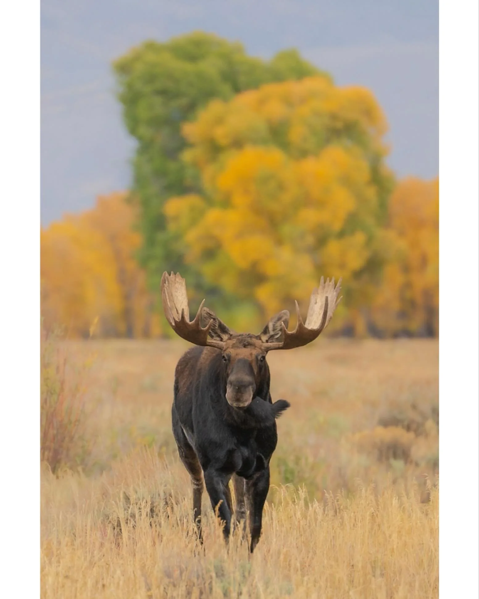 An odd looking horse running around in the fall color
