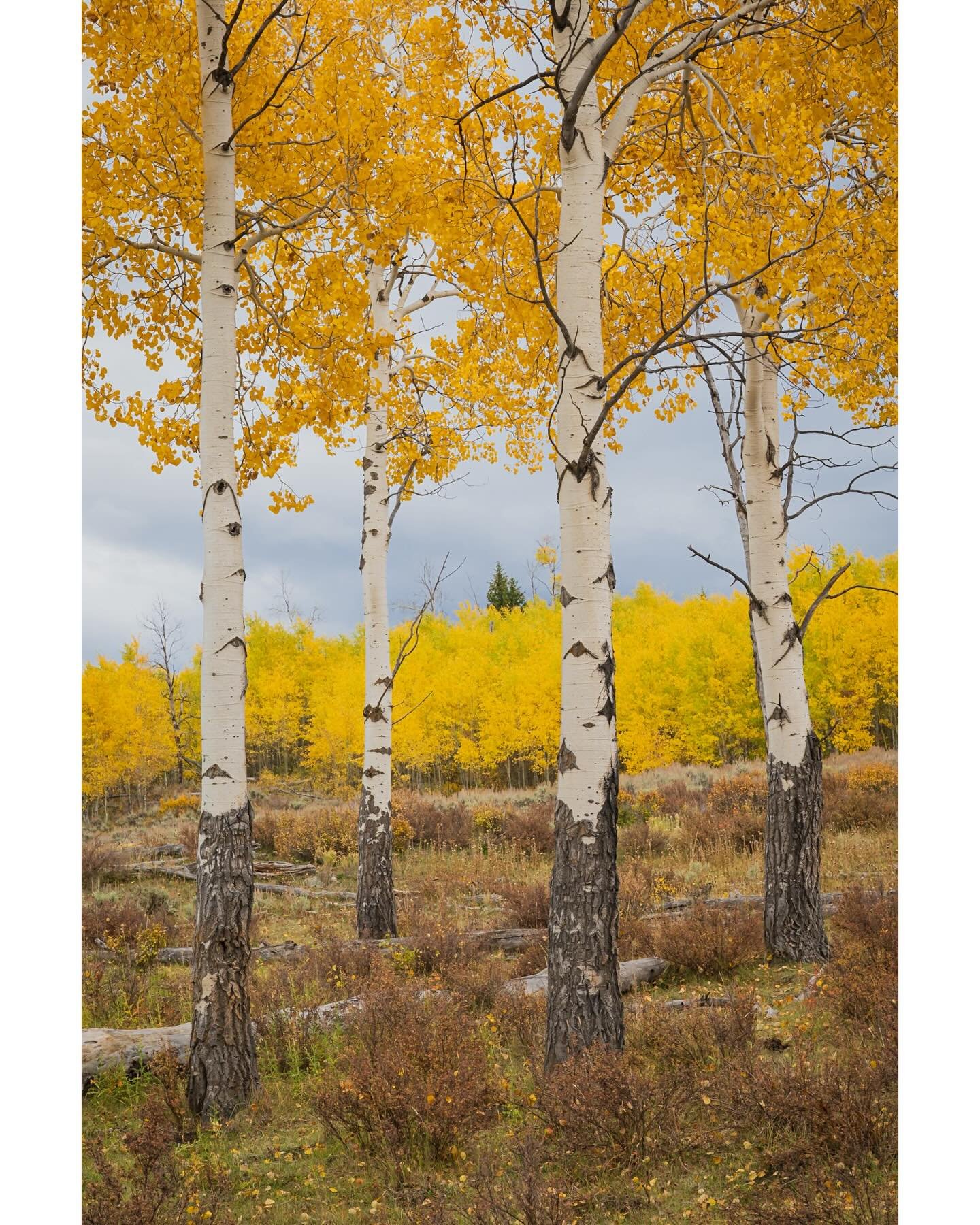 Swipe it.
September vibes, shot &lsquo;normal&rsquo;, then with intentional camera movement#icm