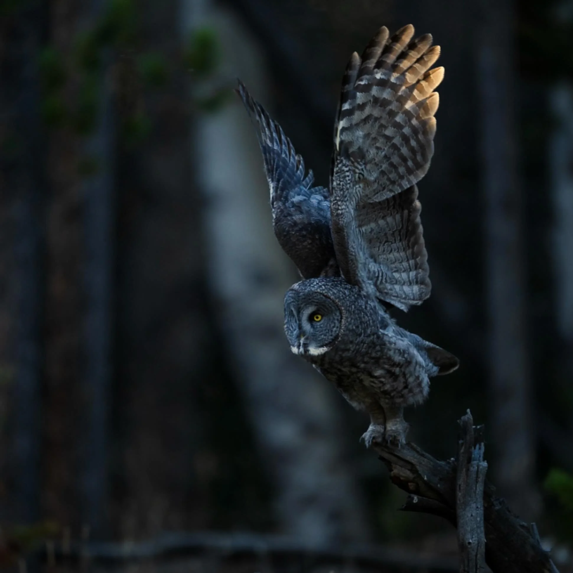 I posted a new owl vlog on YouTube today, check it out if you&rsquo;re into that sort of thing&hellip;