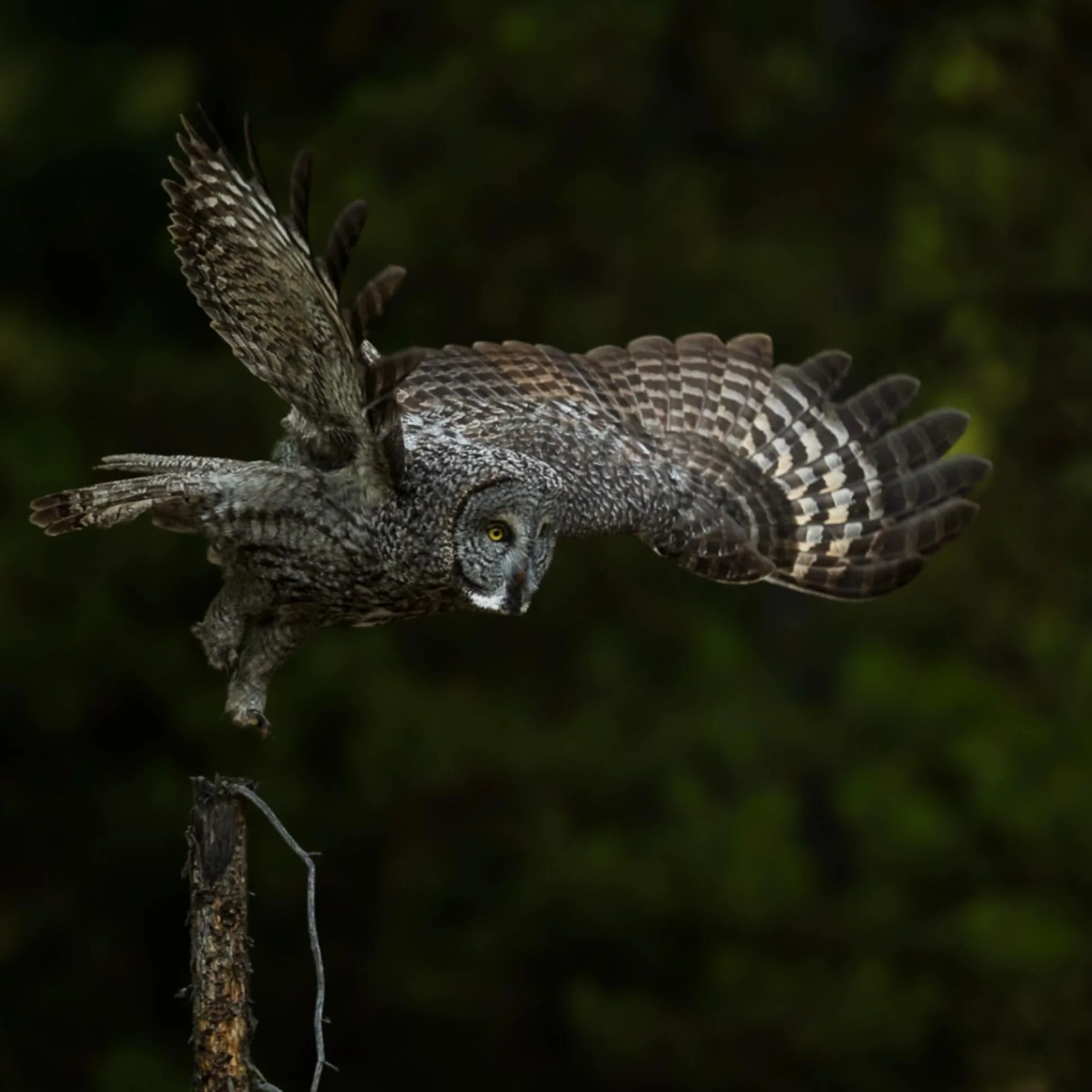 Steppin off of 2025 like a ggo&hellip;

I hope you had a great year!