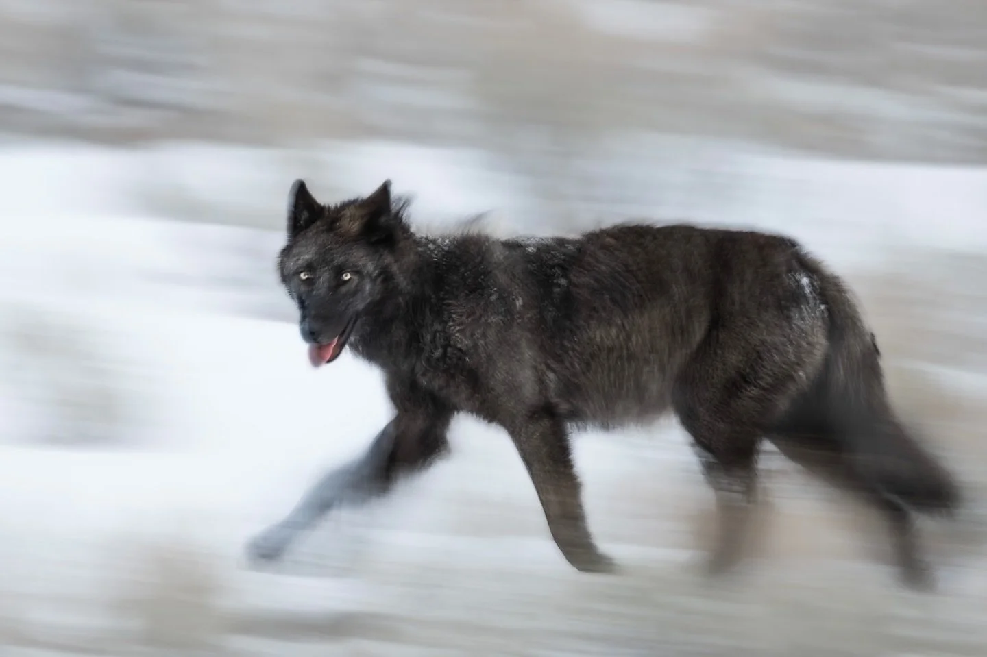 1/10sec handheld with the 800mm. Sometimes it works&hellip;