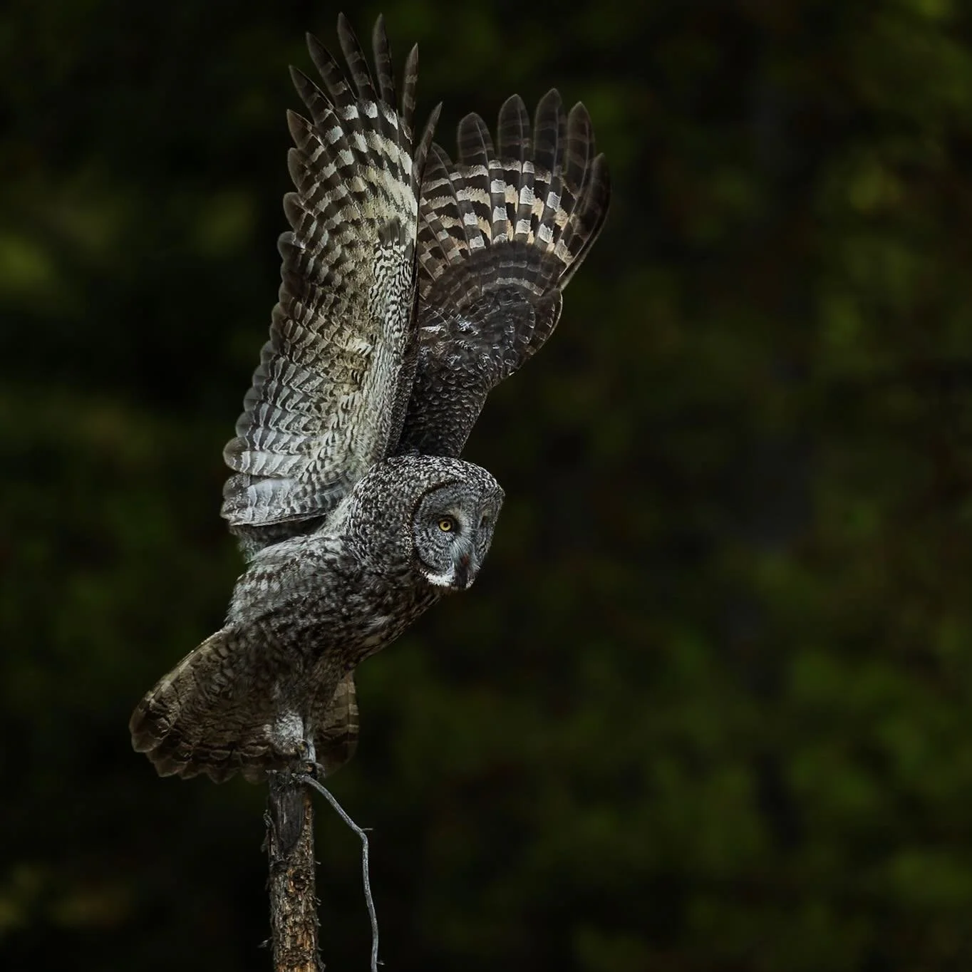 Take off, phantom-style