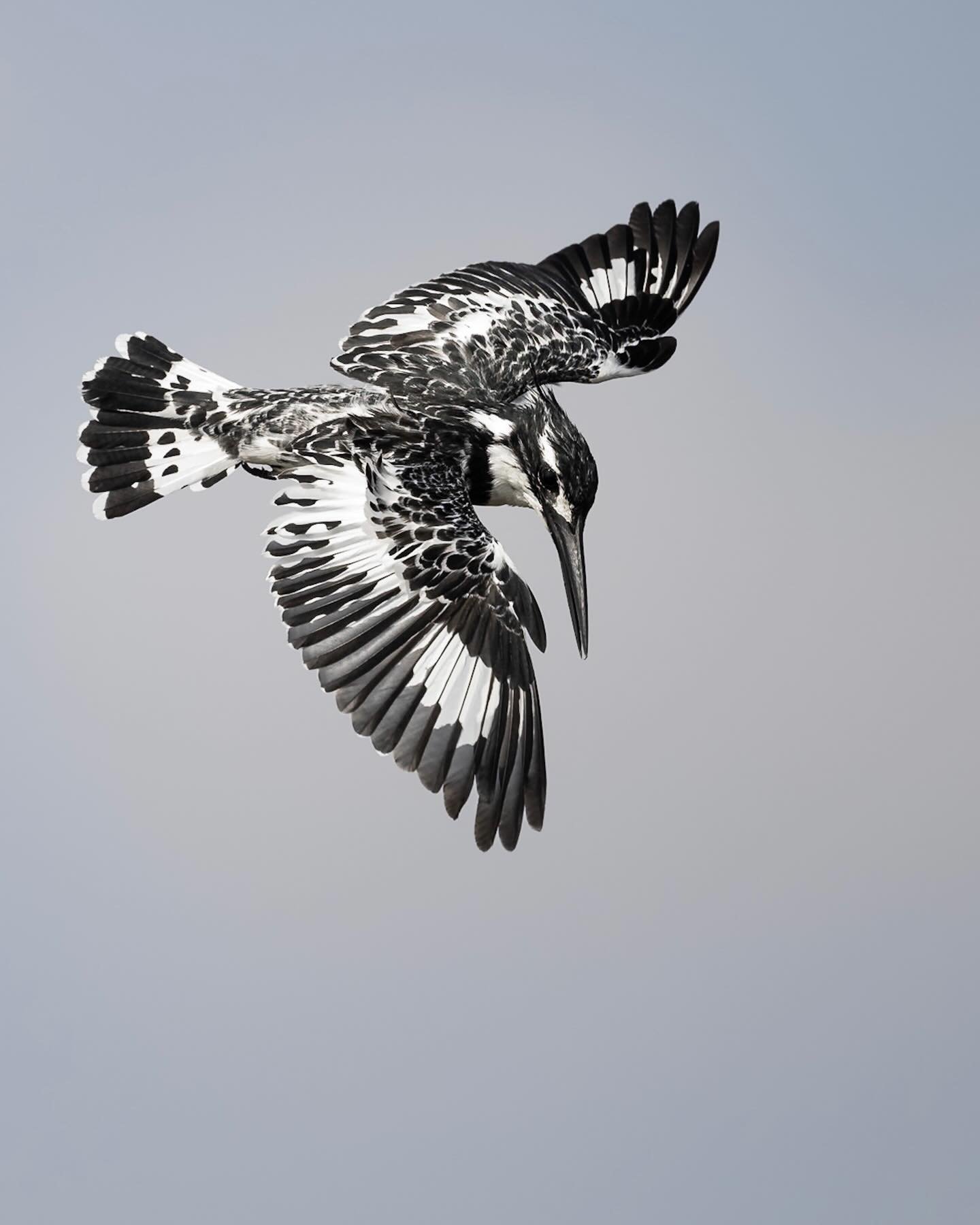 Pied kingfisher. Kenya 2026