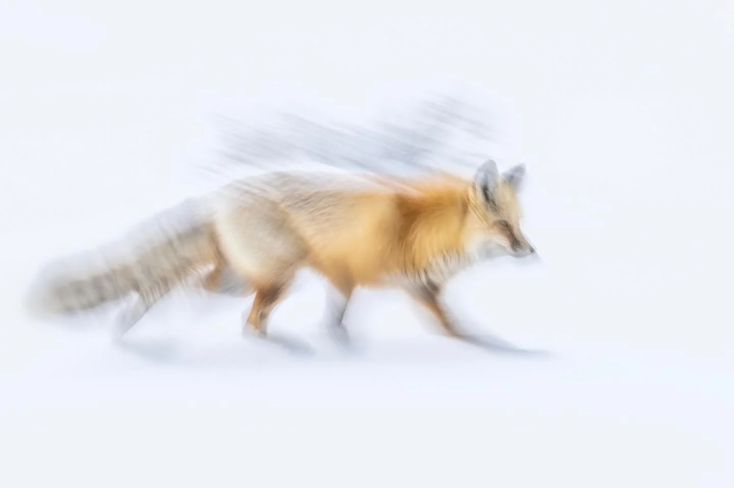 Red fox. Rad fox.