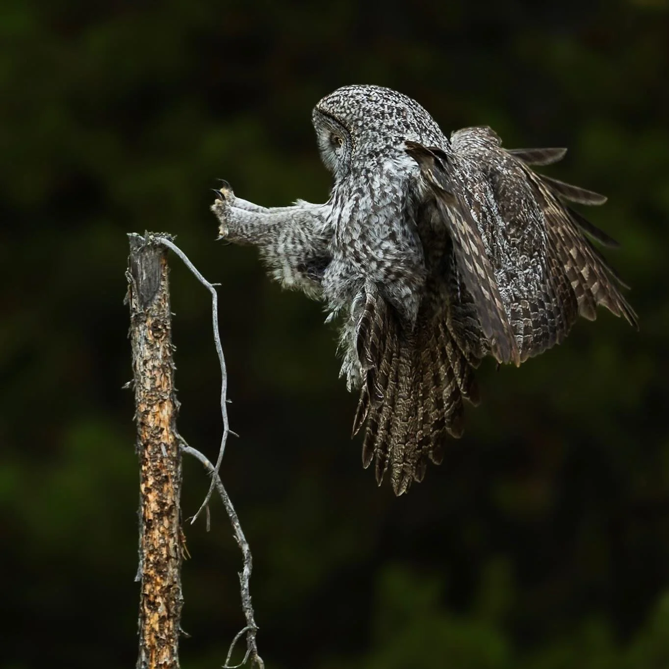I just posted a new YouTube video pheaturing this phantastic phantom. Check it out if you&rsquo;re into that sort of thing&hellip;
