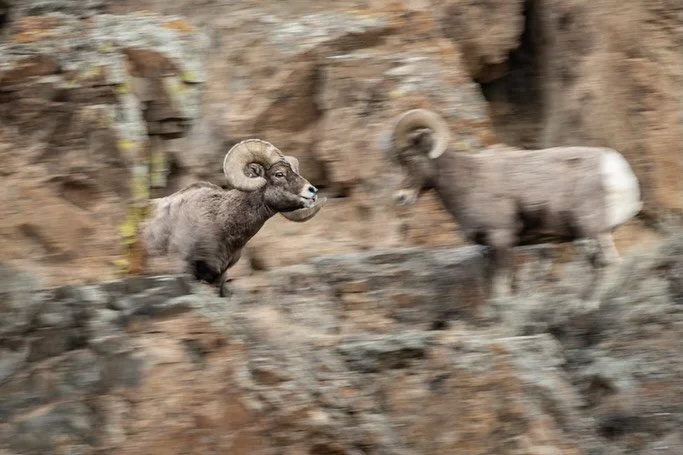 Blurry Bighorns