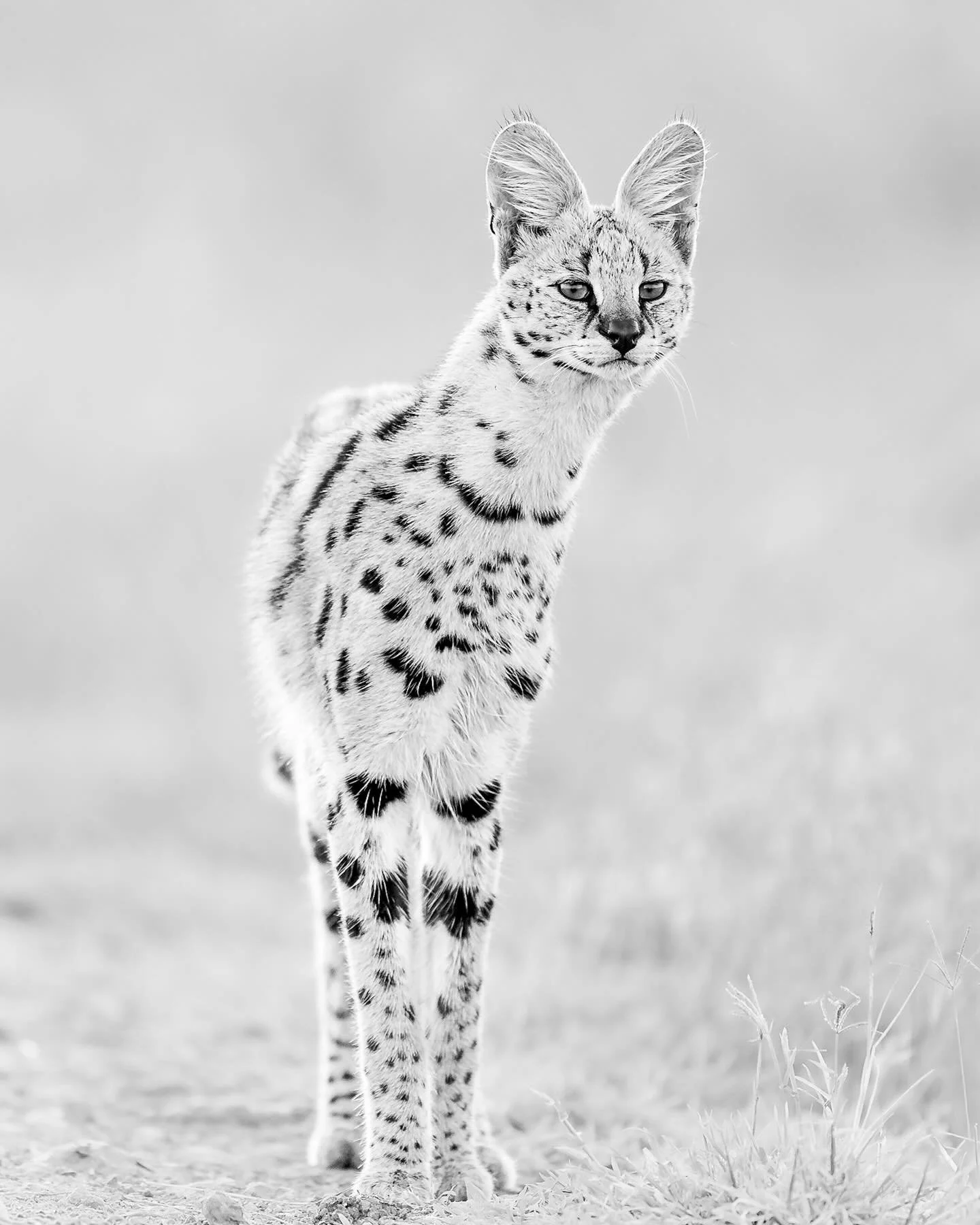 Serval Cat