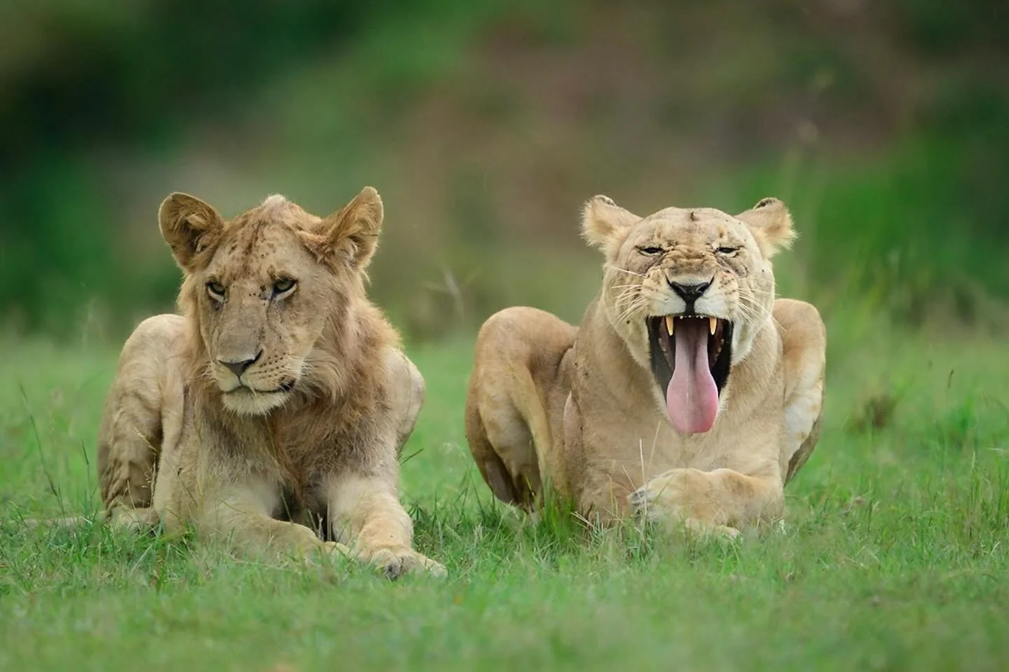 Cats doing cat things