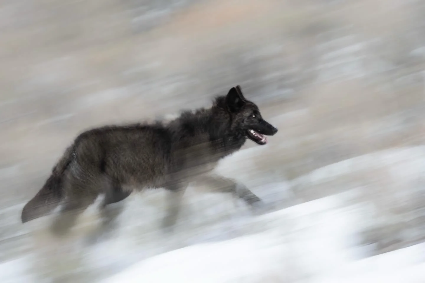 1/10sec handheld with the 800mm, wheeeeeeee!