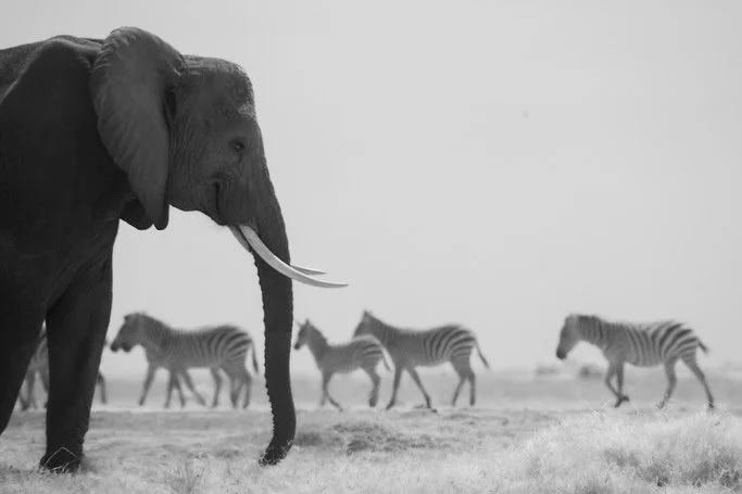 A little infrared Amboseli