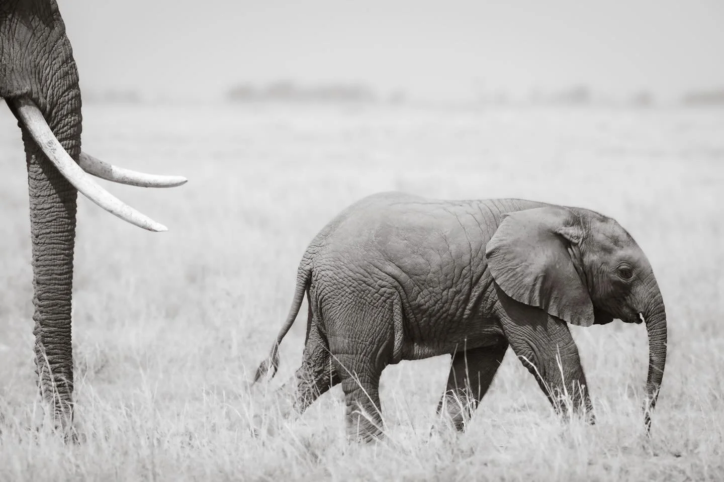Amboseli, how I love thee