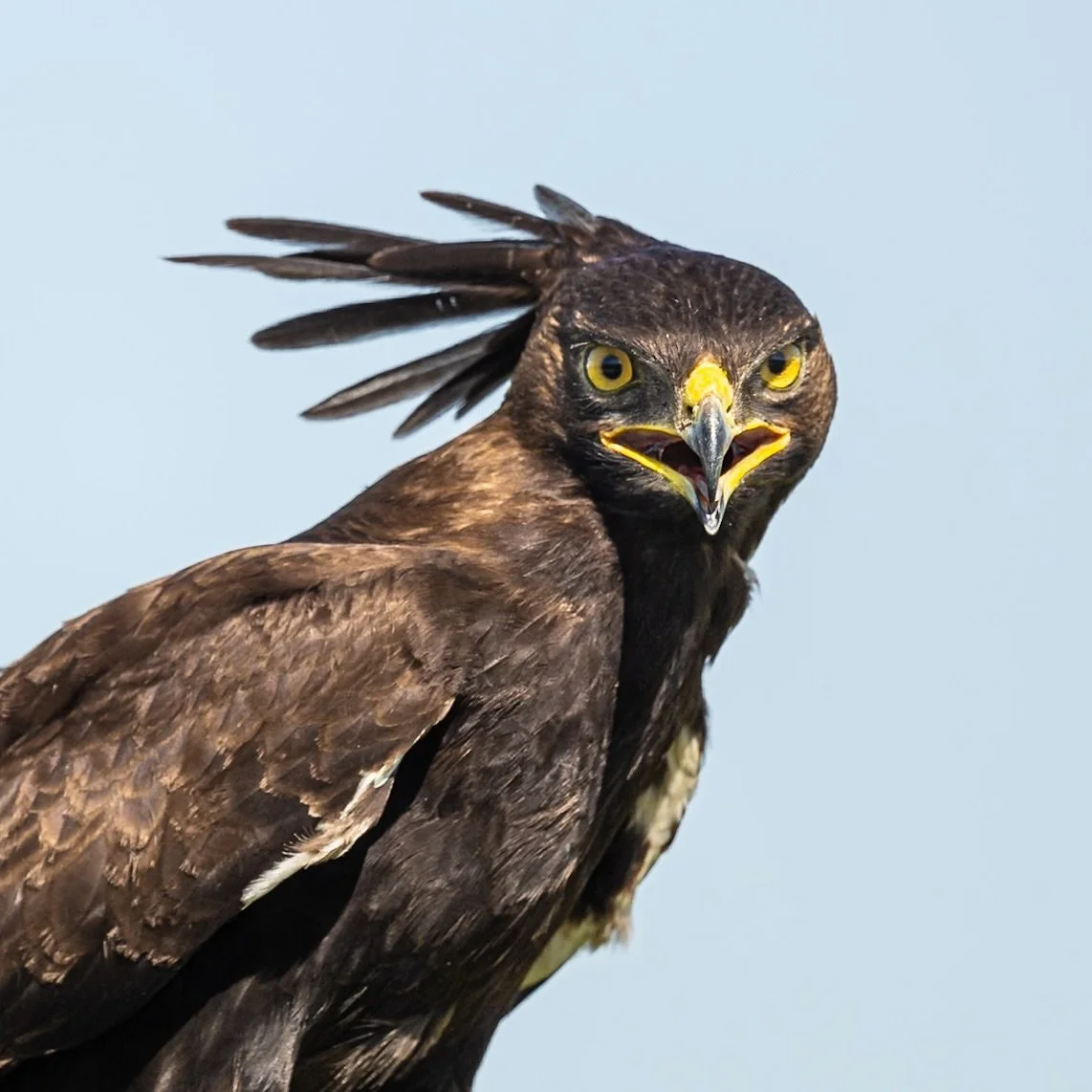 Long-crested eagle. Masai Mara, Kenya 2026