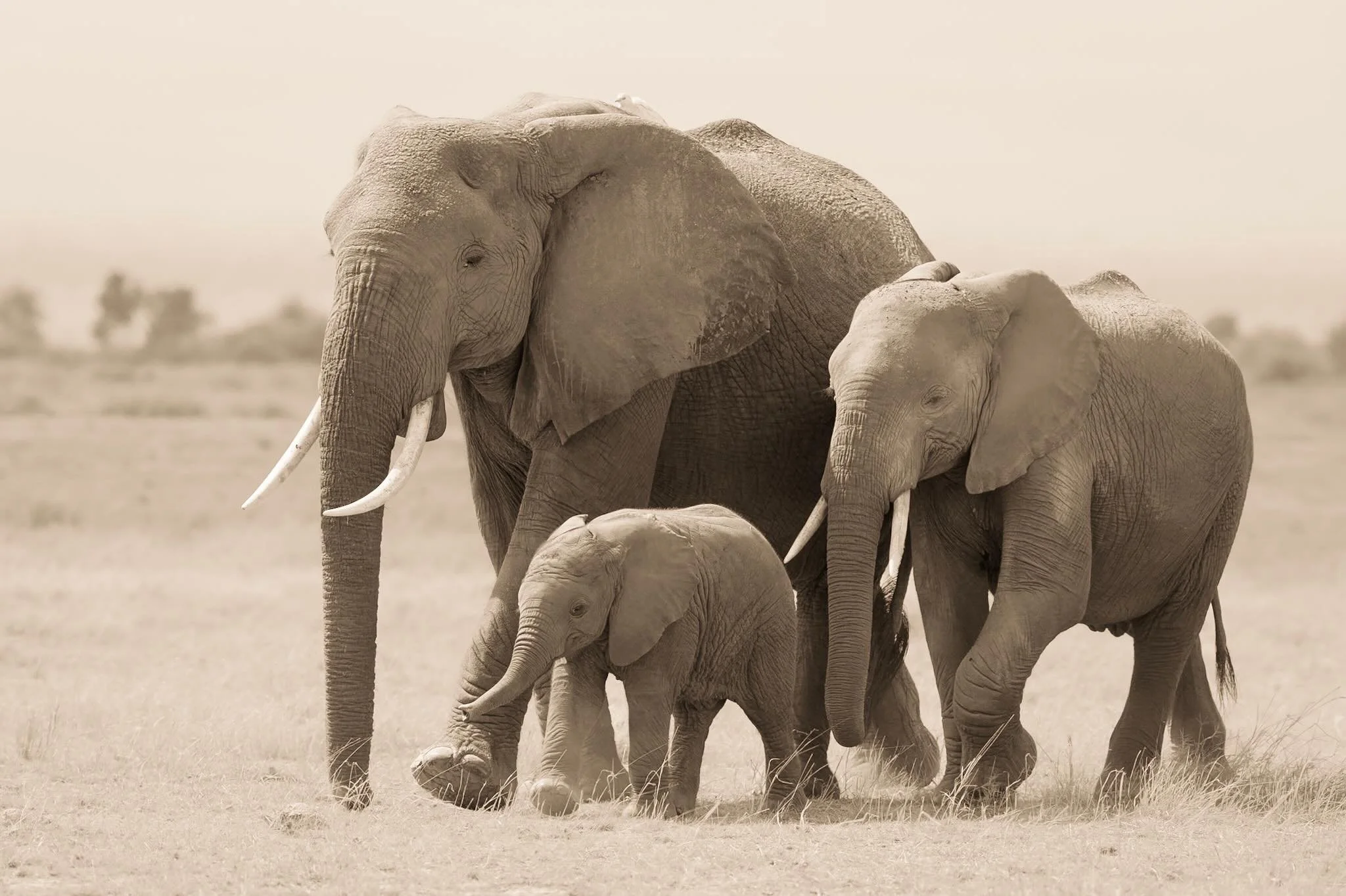 Ohhh Amboseli, I can&rsquo;t wait to see you again in February