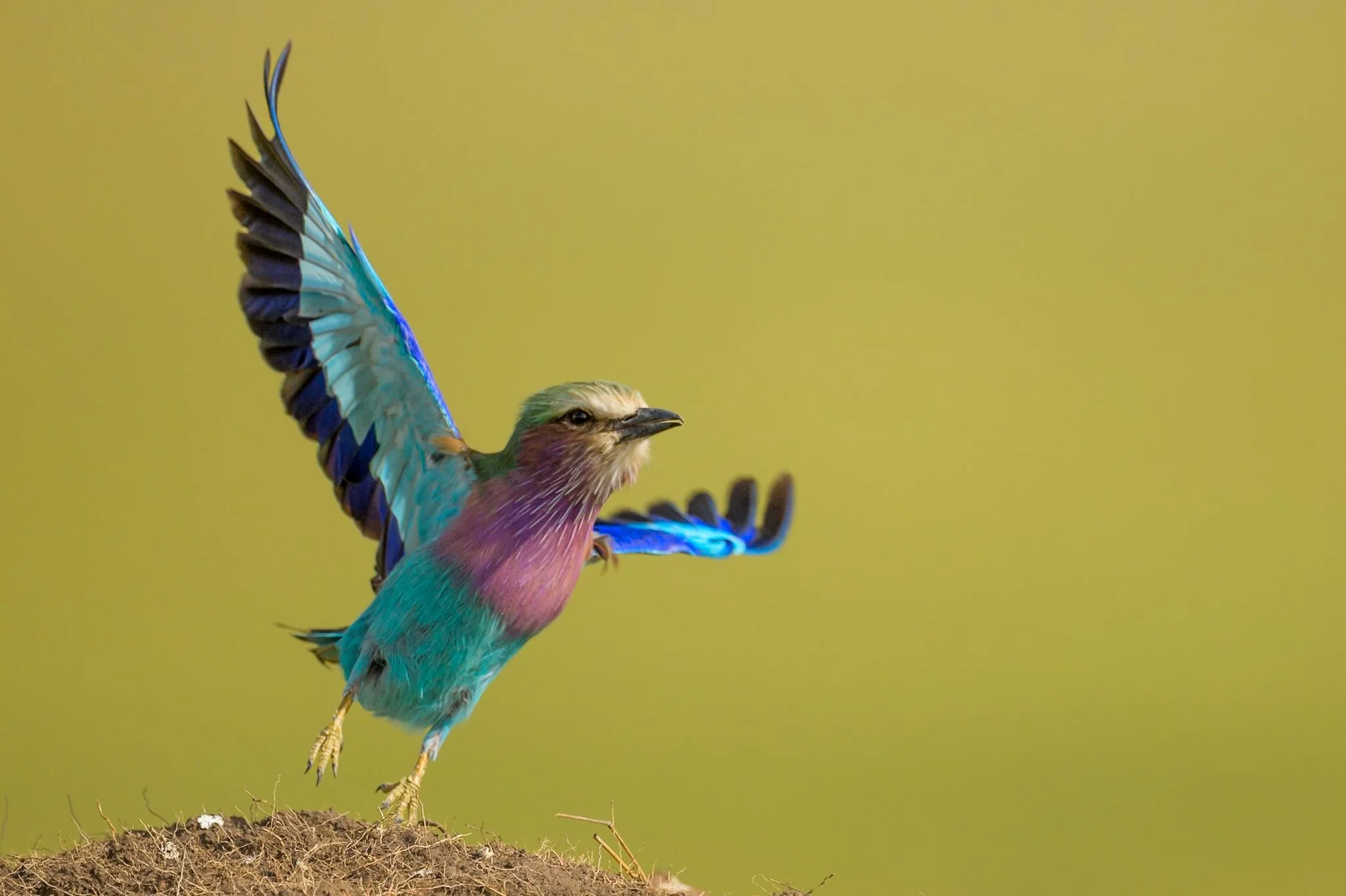 Lilac breasted roller, Kenya 2026.
Want to join me next year?