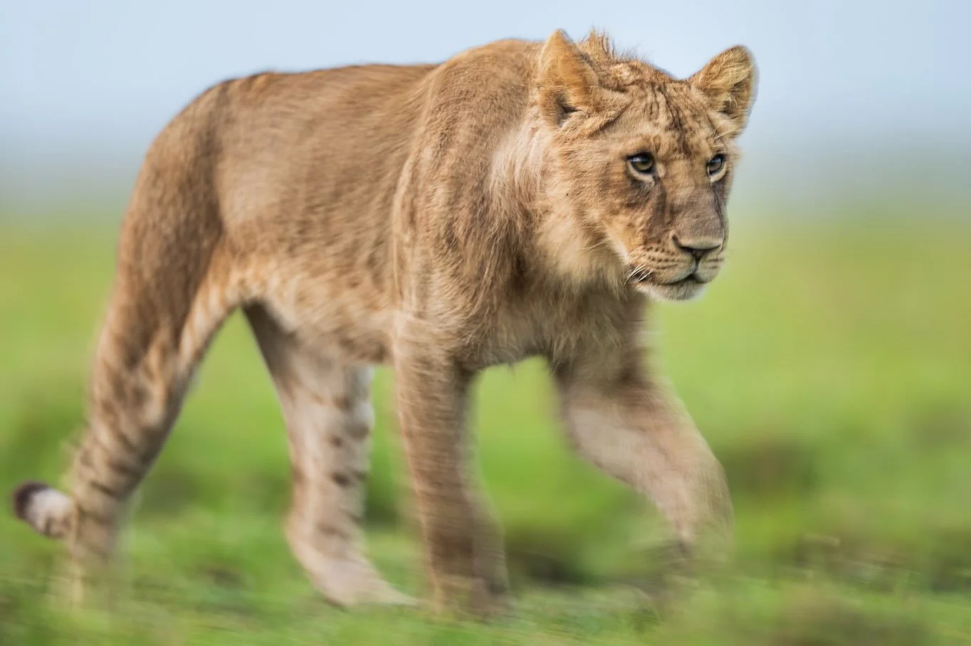 One morning before the sun came up. Maasai Mara 2026. Join me in February!