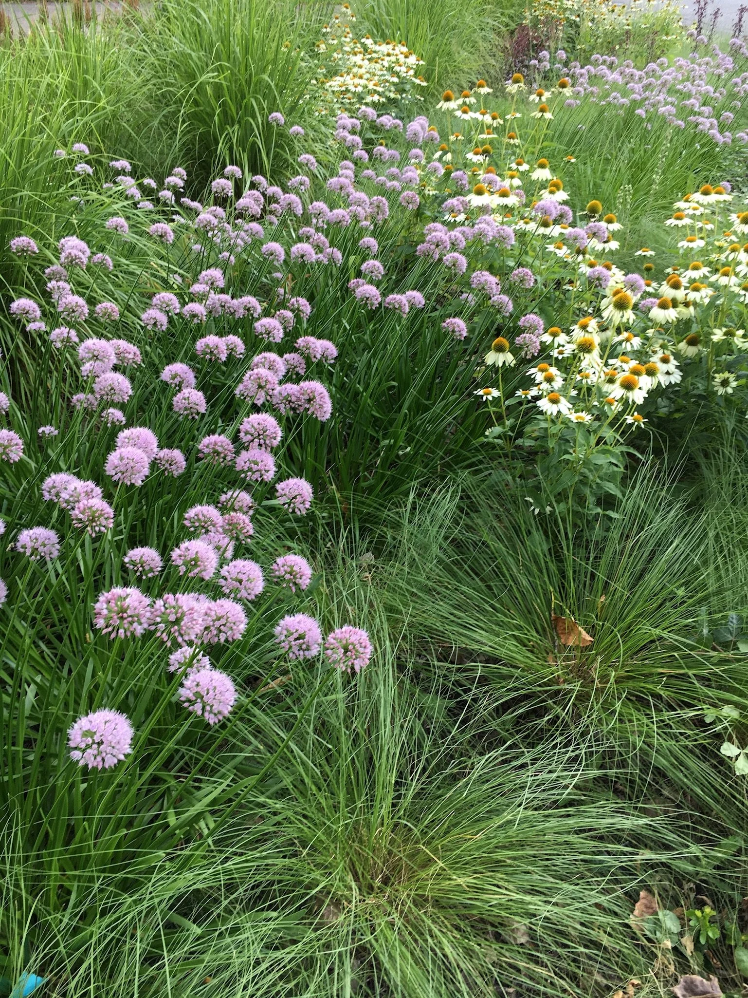 IMG_0483.jpeg