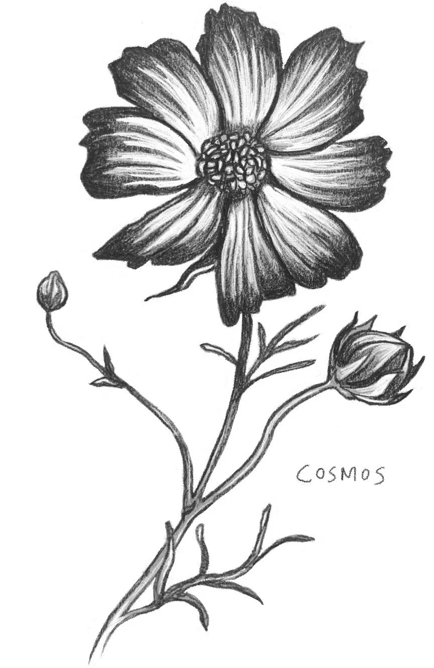Two Example Of Annual Plants
