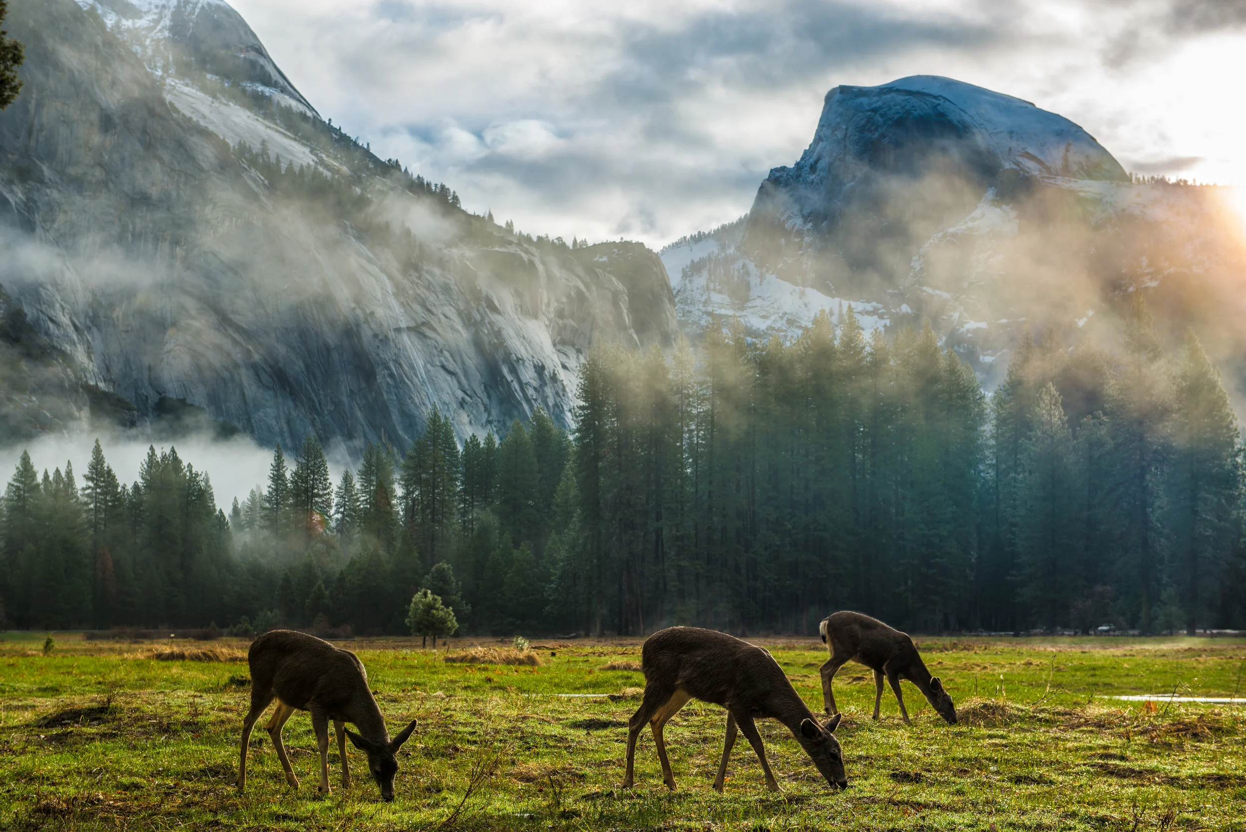 Mule deer grazing by Half Dome