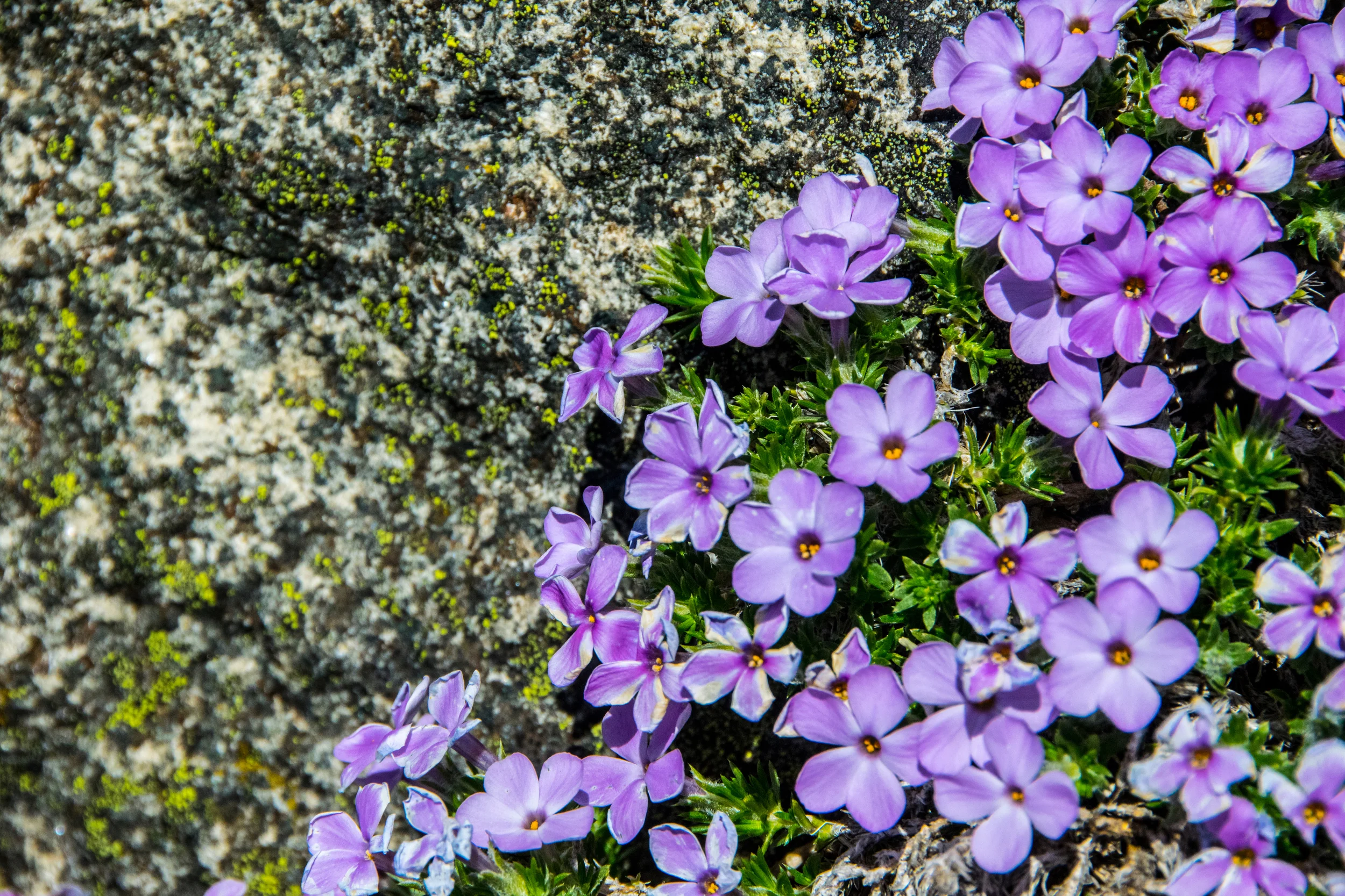 Wild flowers on Mary's Peak
