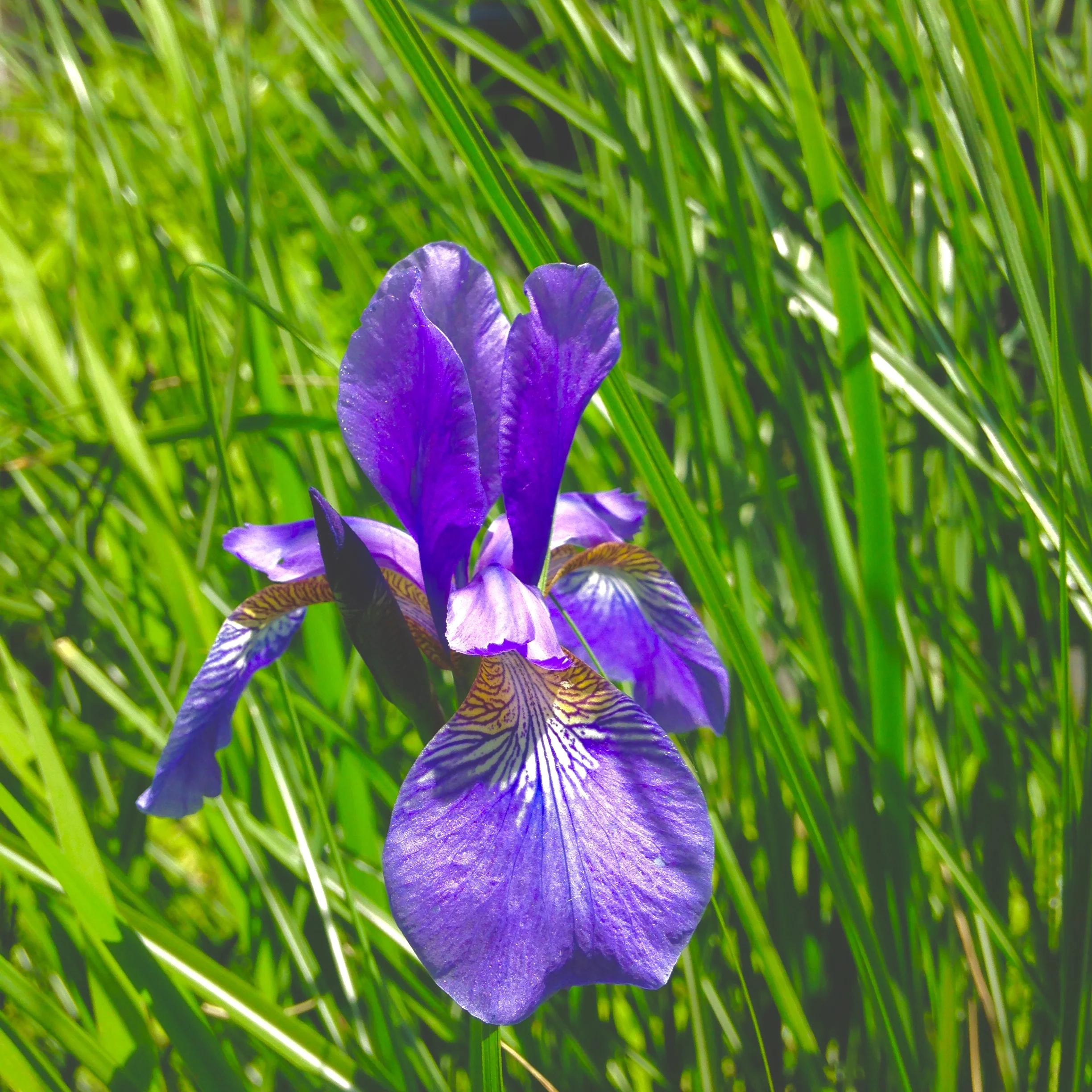 A purple flower