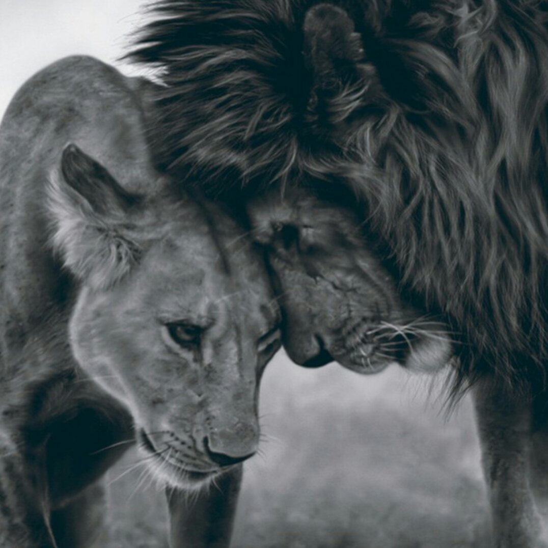 lion love.jpeg