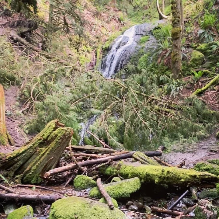 We walked on it 🐾 
#coalcreekfalls #cougarmountain