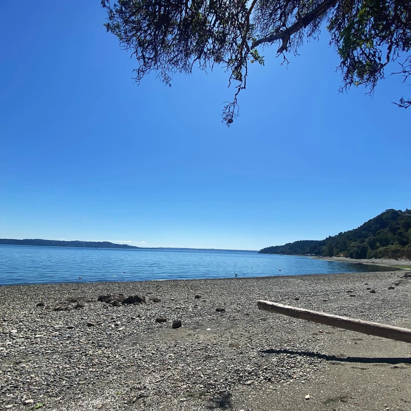 Maury Island hike today ☀️ 💙🩵#mauryisland #vashon #mountrainier #pnw