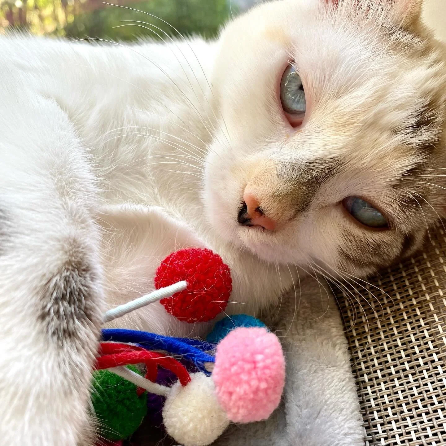 I&rsquo;m in disbelief that I had to say goodbye to my baby, Perla del Cosmos 💔she was only 4 years old. 
On Sunday she was overtaken suddenly by Feline Aortic Thromboembolism (FATE or Saddle Thrombus), which I had never heard of before. I won&rsquo