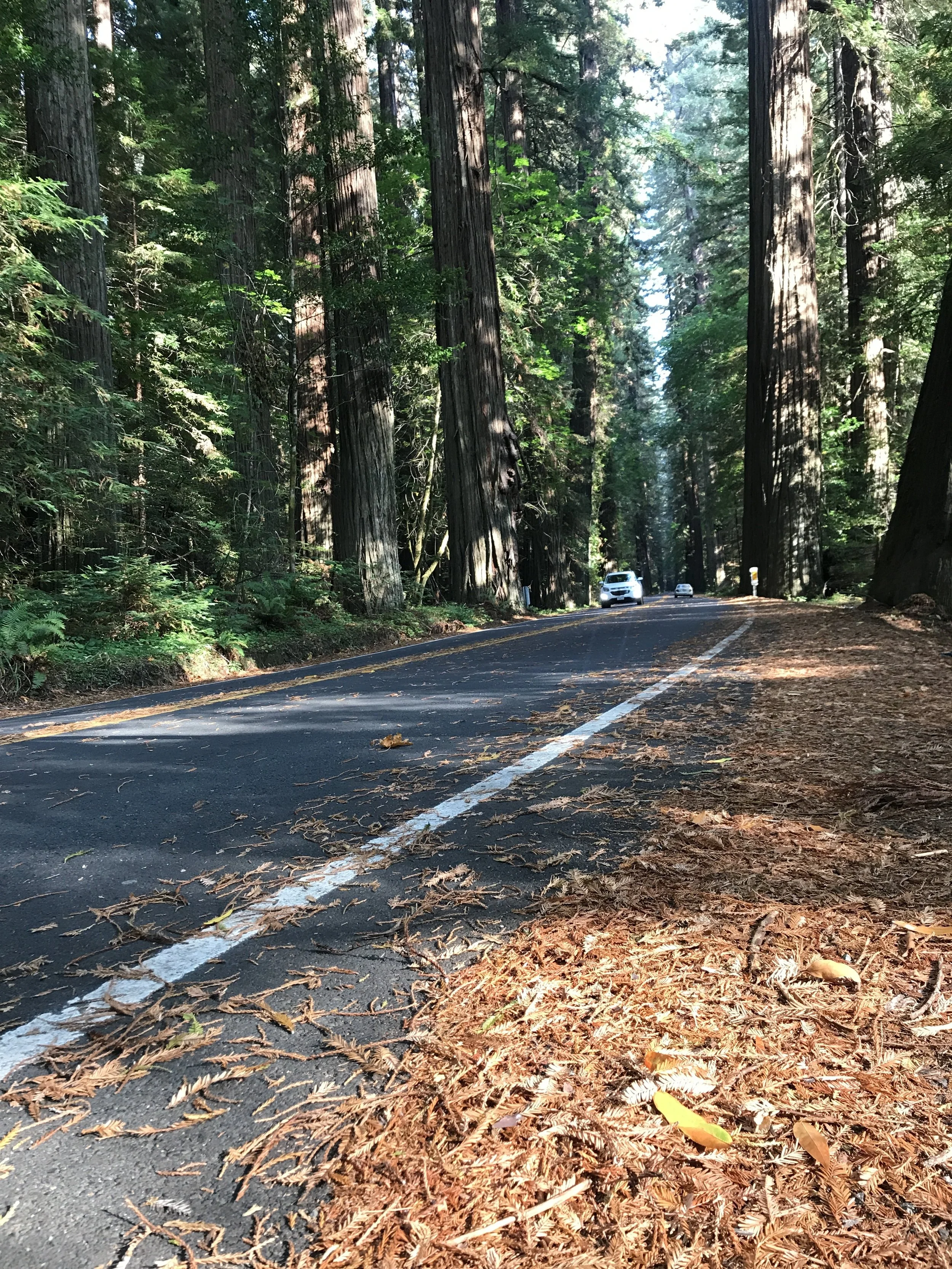 There’s a tree movement happening worldwide and it’s changing the world 