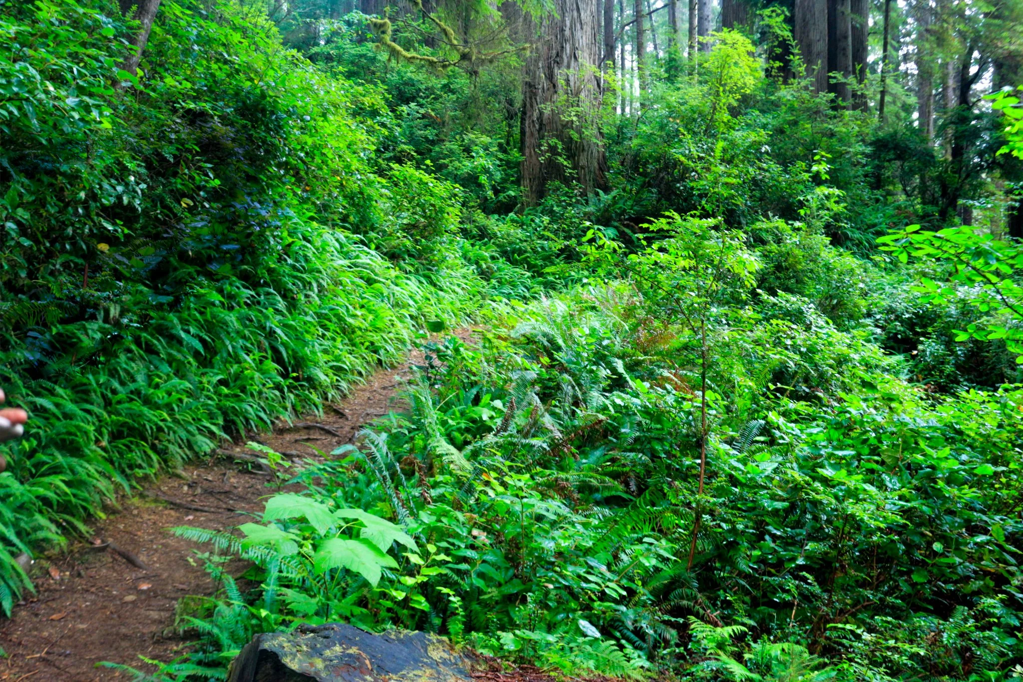 The Not So Hidden Power of Trees