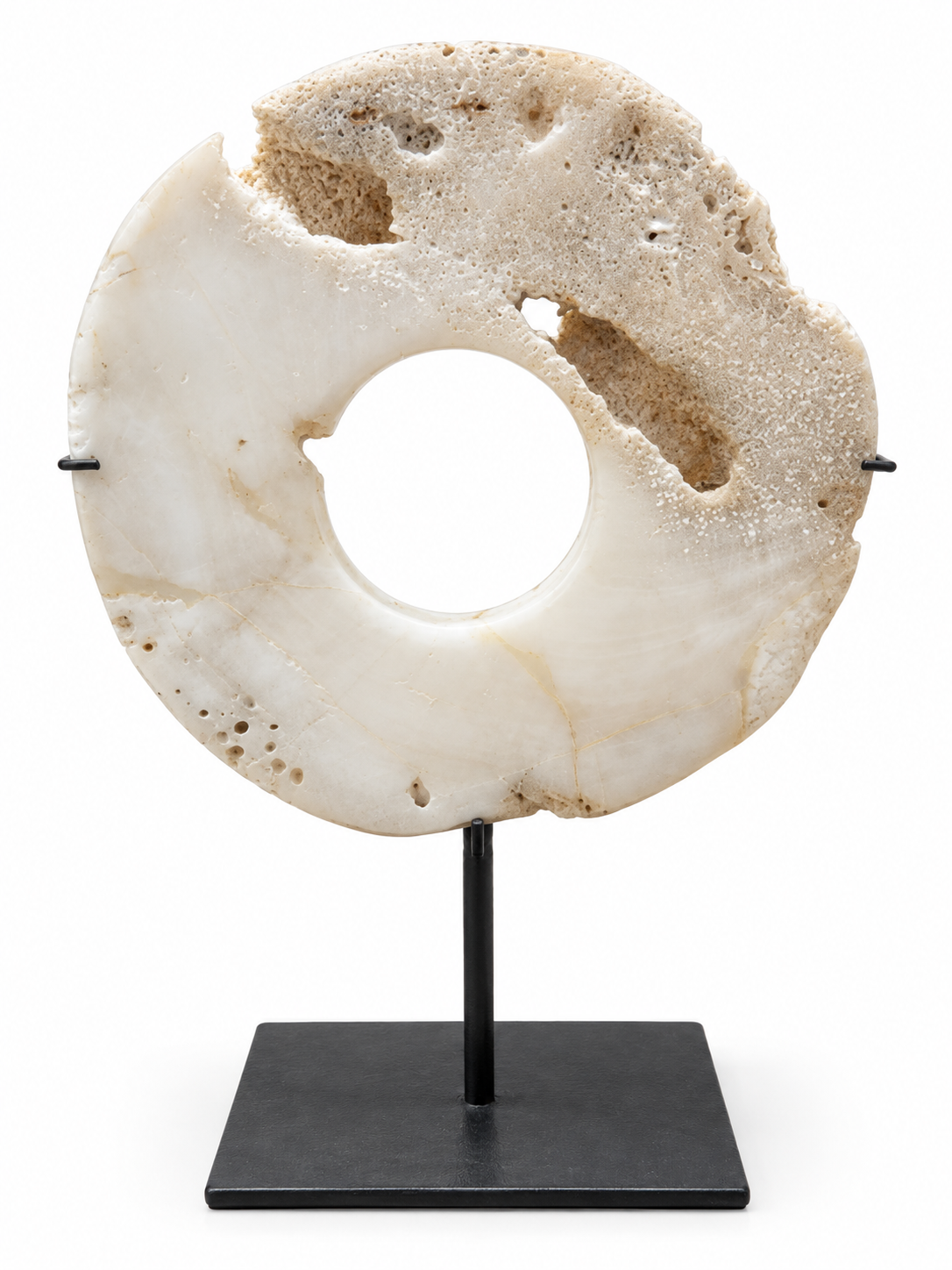 fossil shell