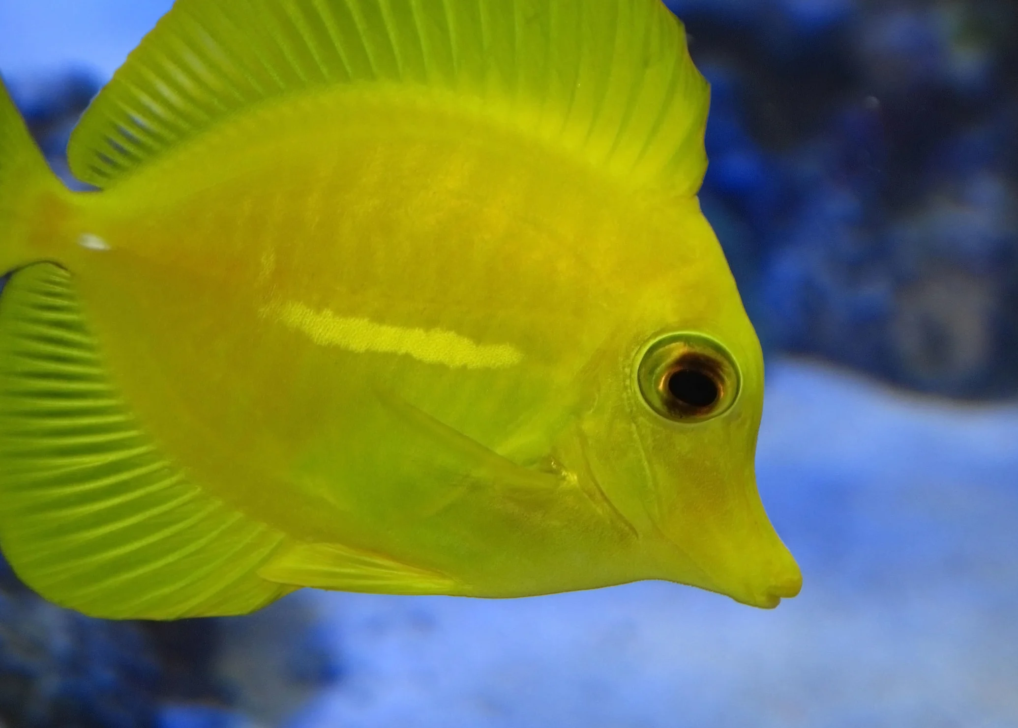 fish 1.jpg