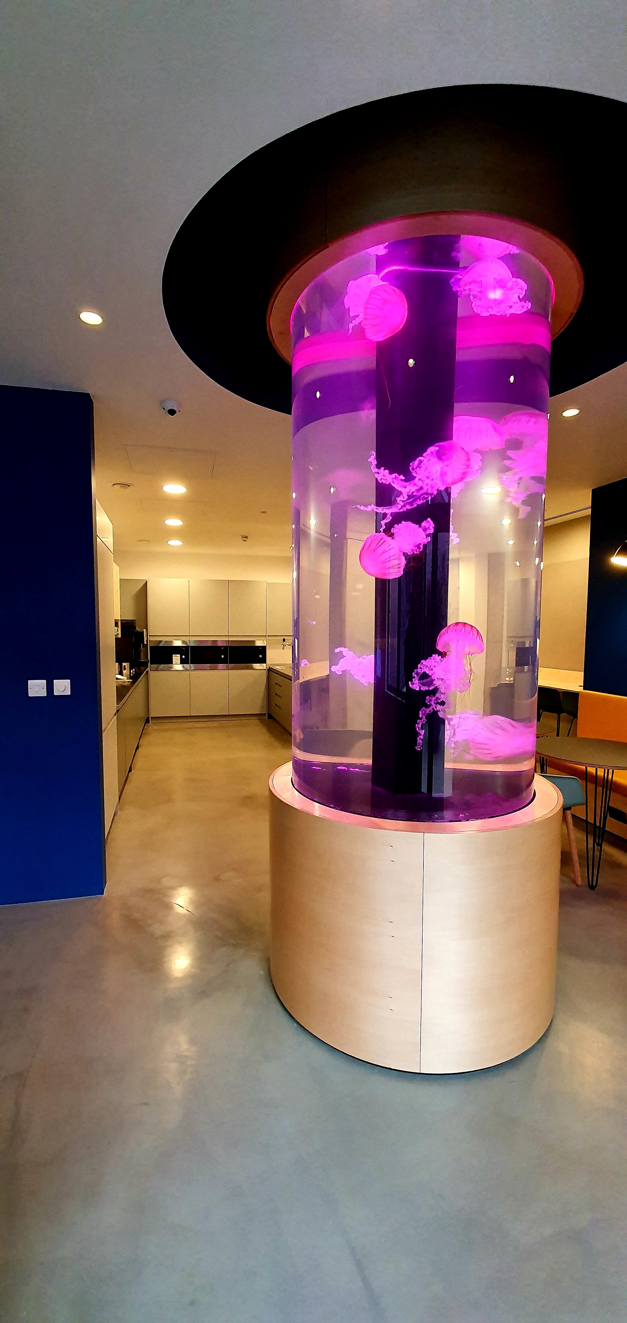 Cylinder Aquariums — RedFin Aquarium Design