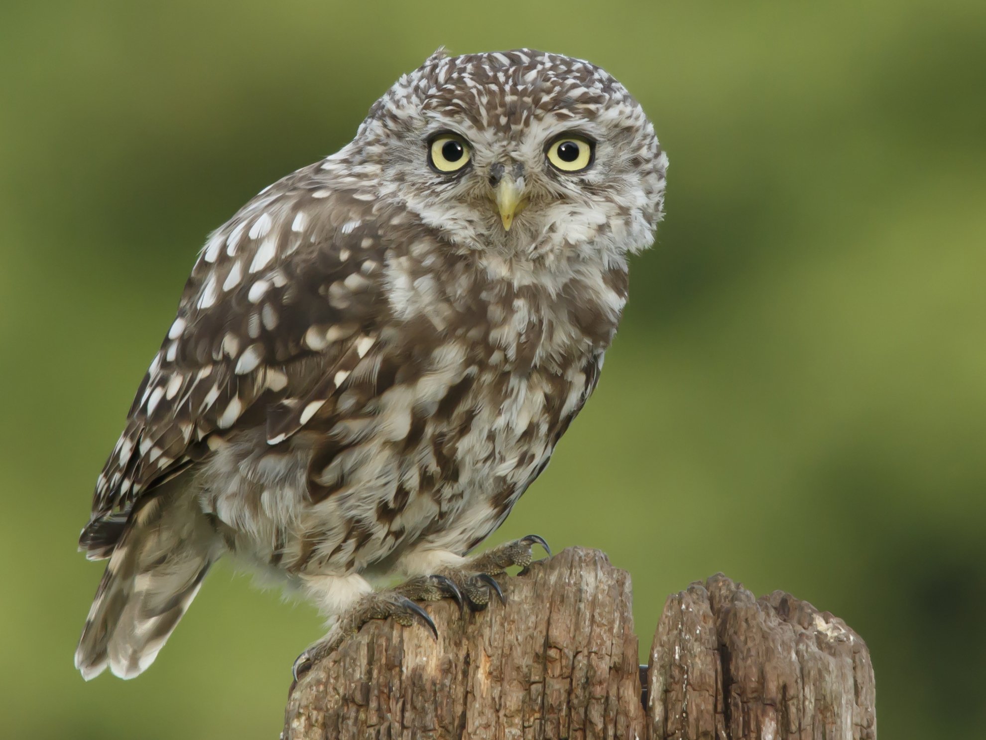 The-Cute-Juvenile-Owl-Look_Prashant-Meswani.jpg