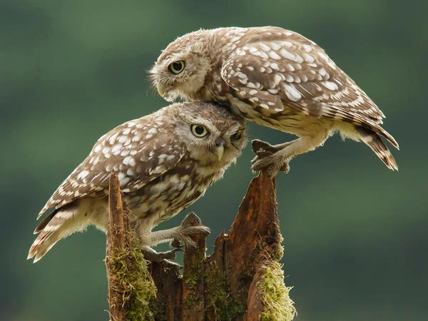 Success for Ealing in NWFed 2014