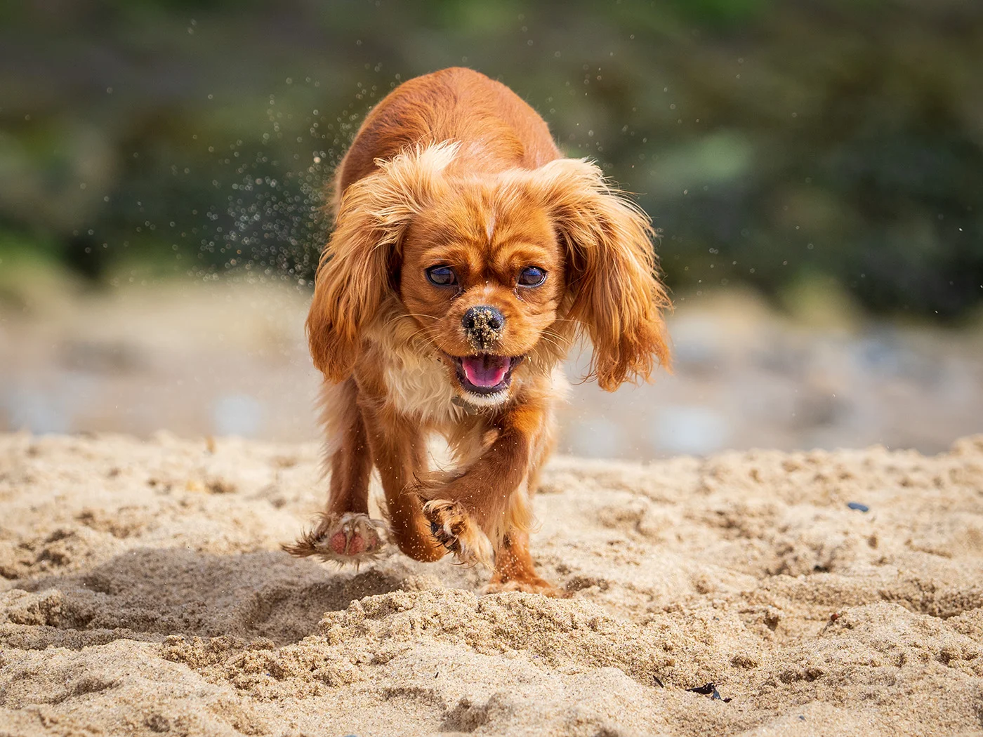 S_Dashing-Cavalier_PaulMason.jpg