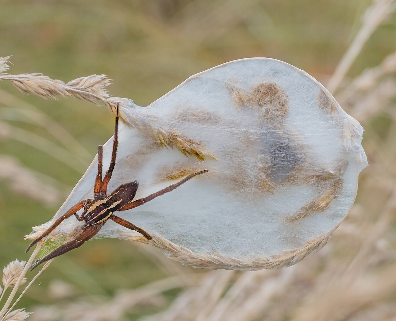 Nursery Web Spider