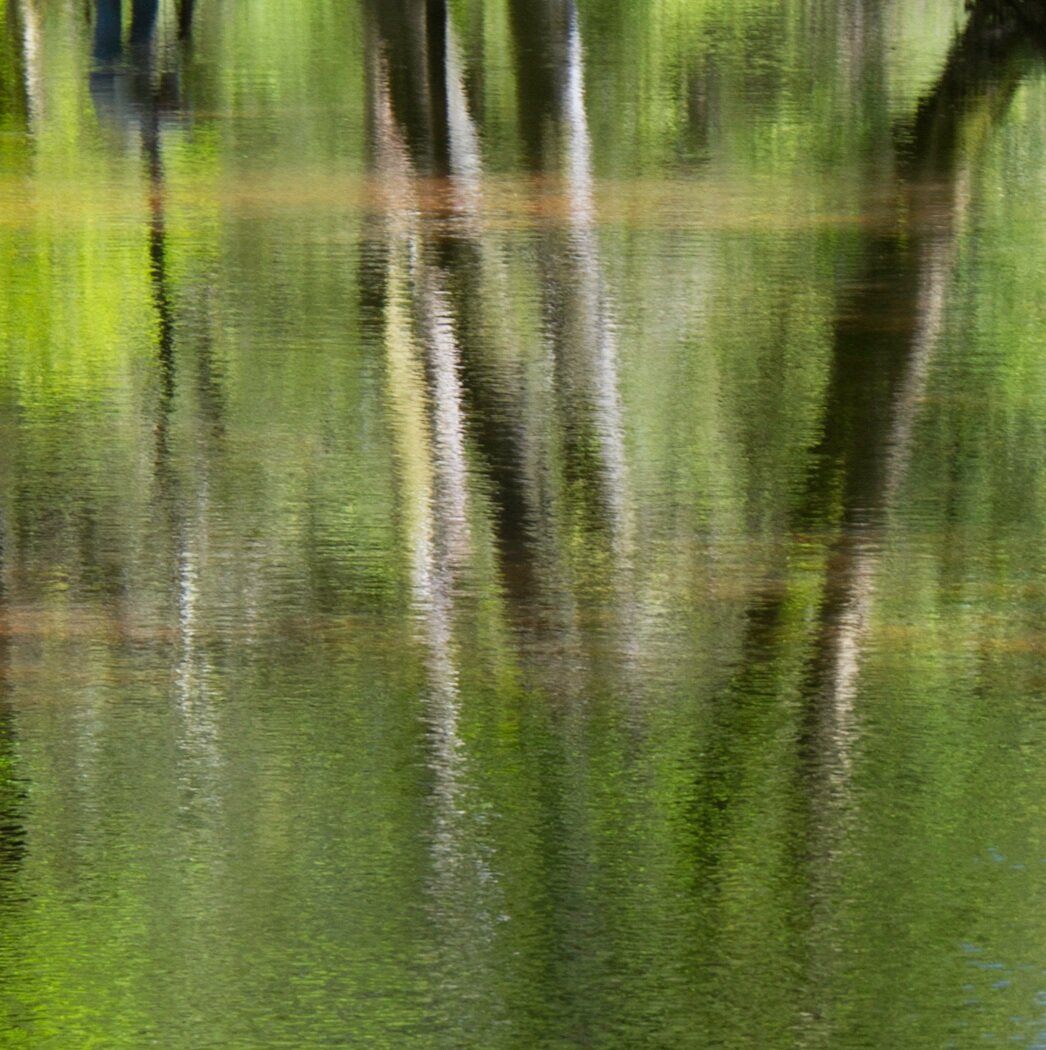 S_Silver Birch Reflections_Ania.jpeg