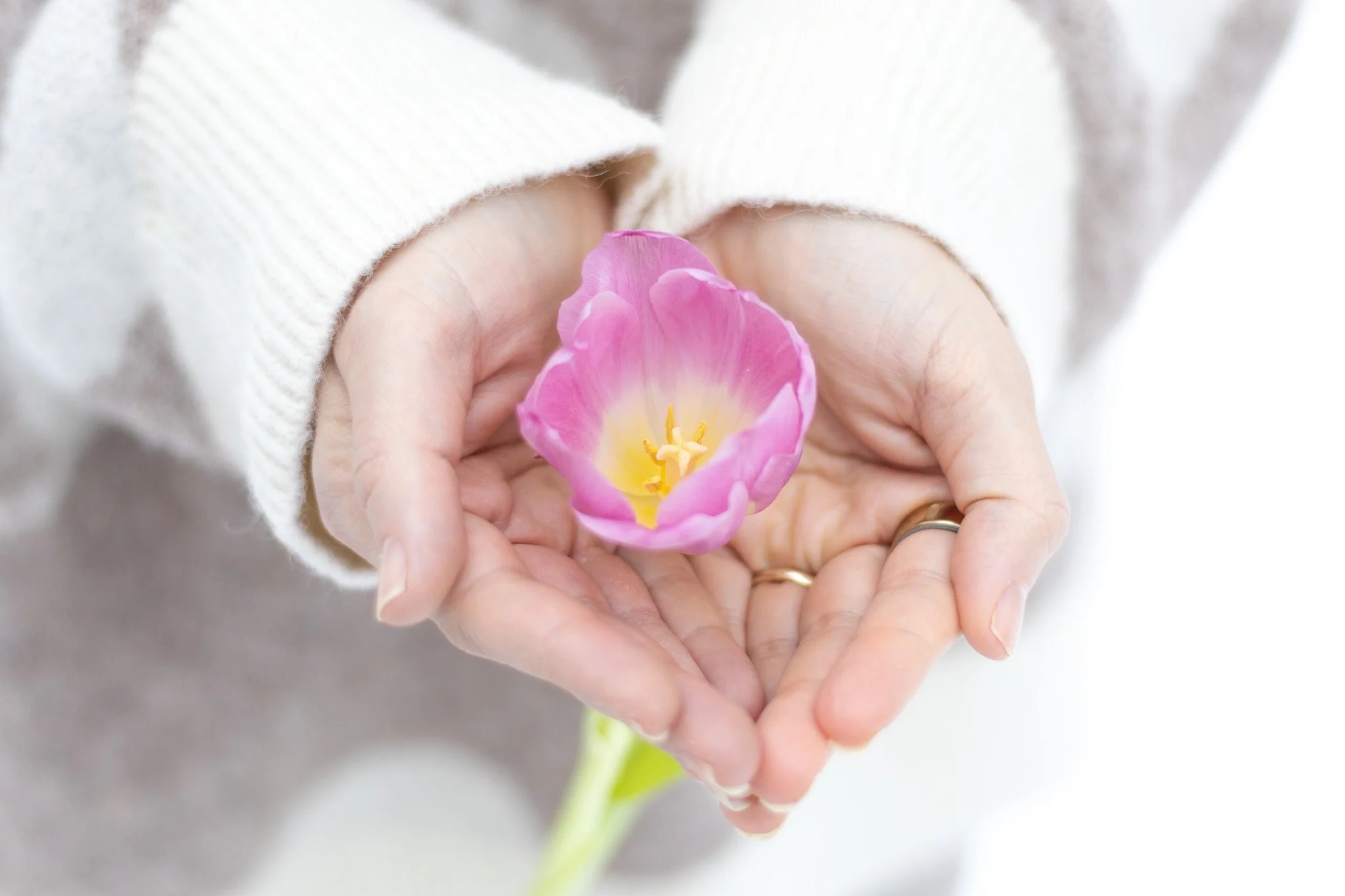 Vaaleanpunainen tulppaani ihmisen käsissä.